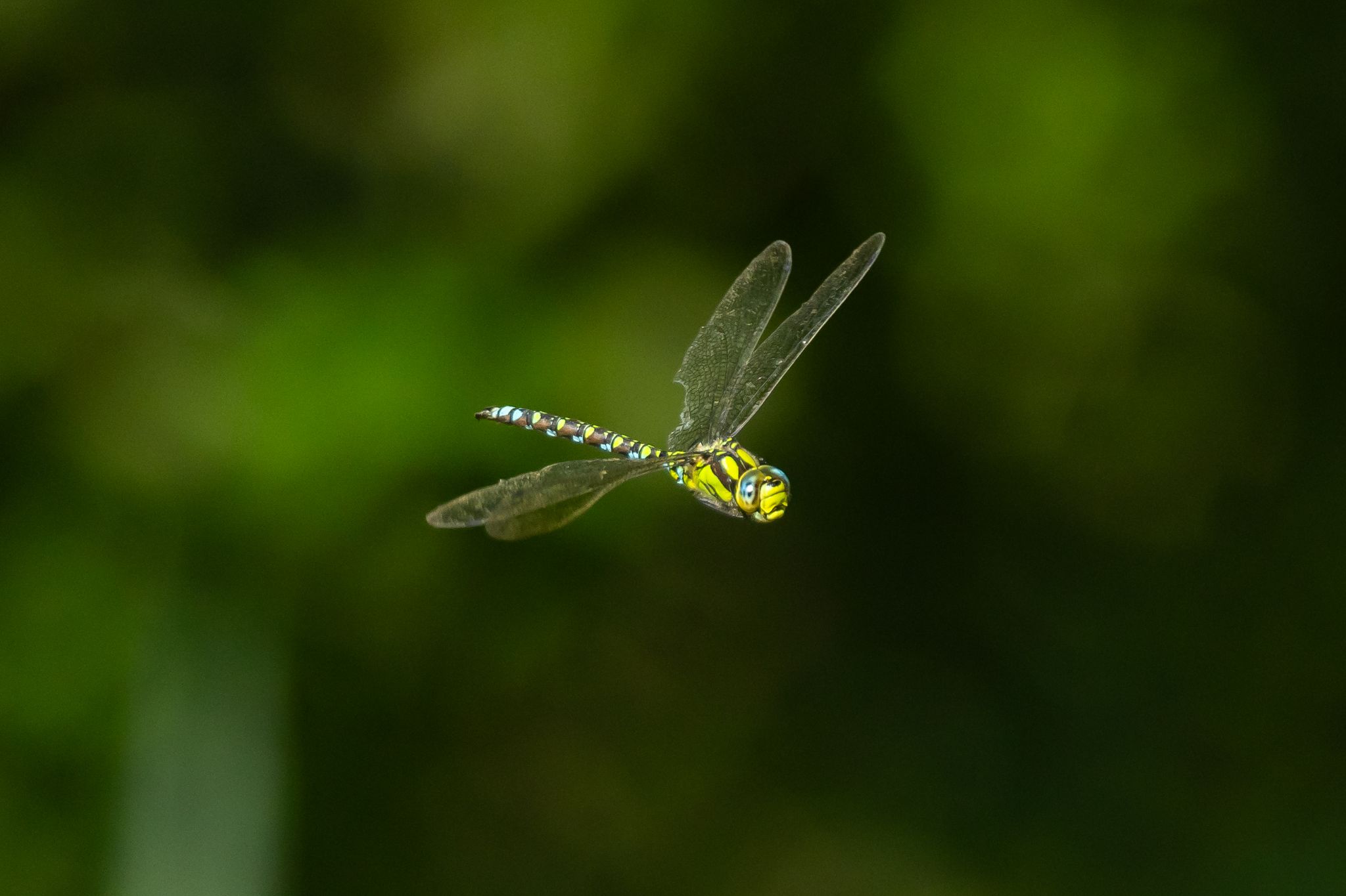 Blaugrüne Mosaikjungfer