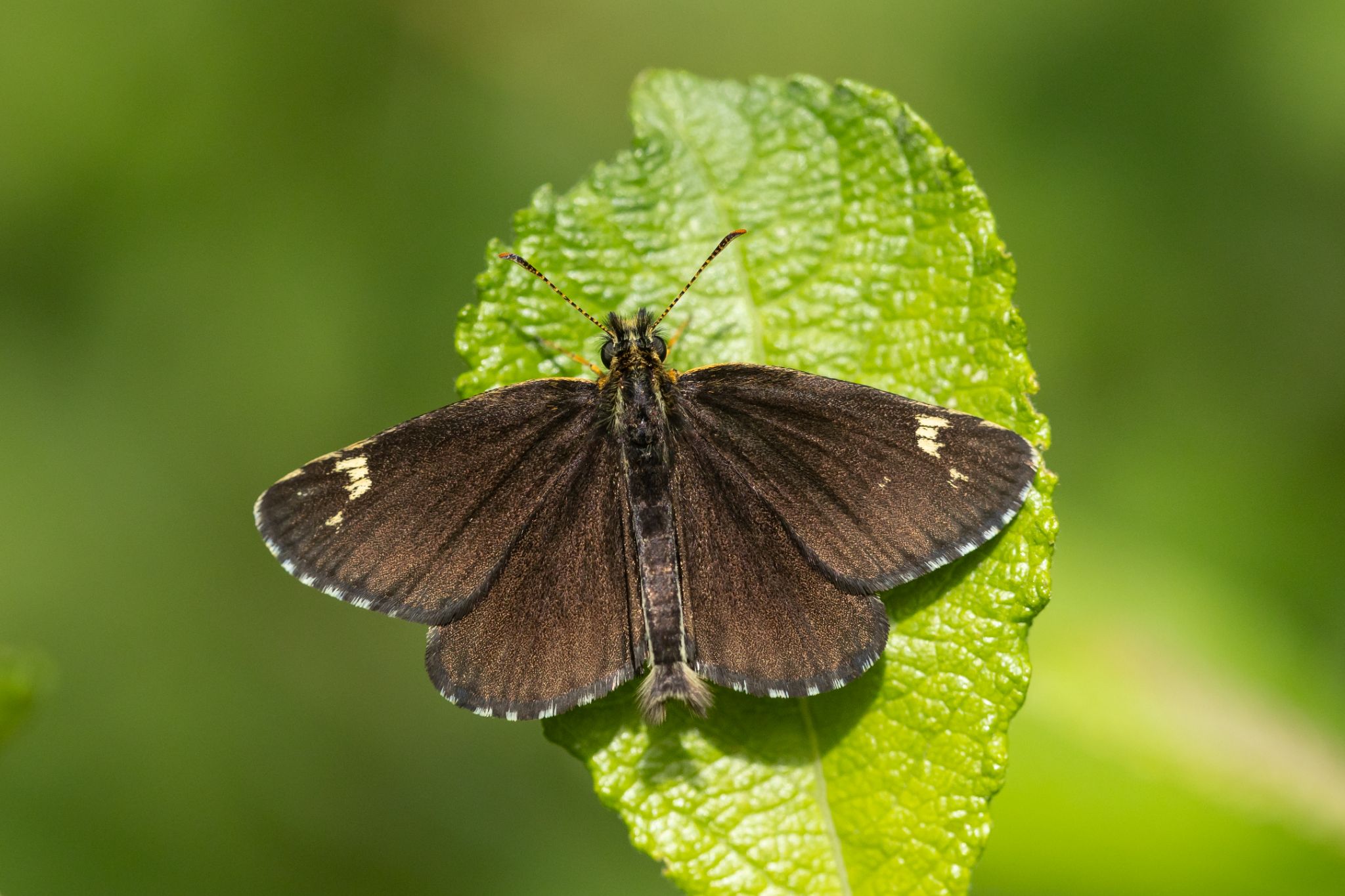 Spiegelfleck-Dickkopffalter