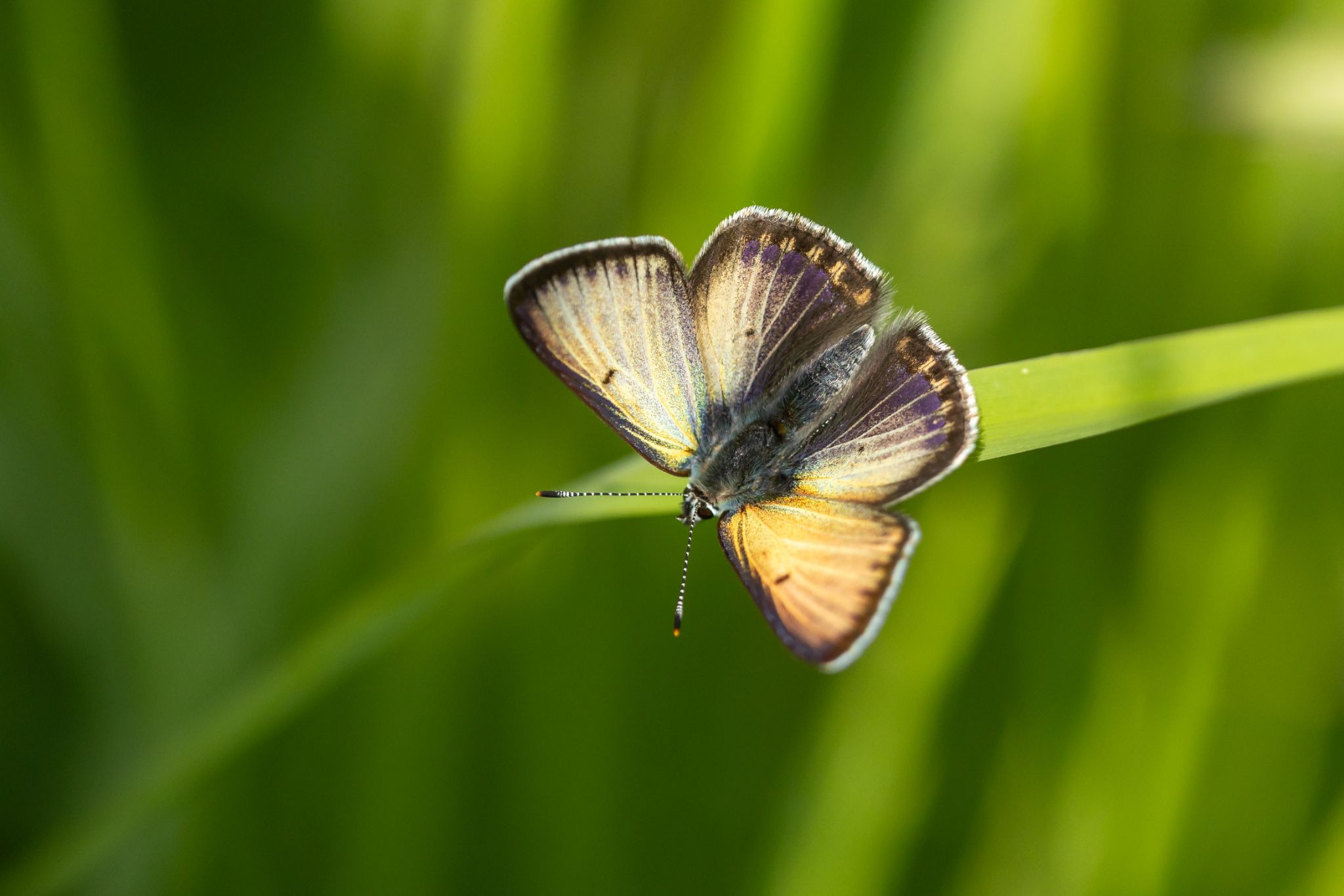 Lilagold-Feuerfalter