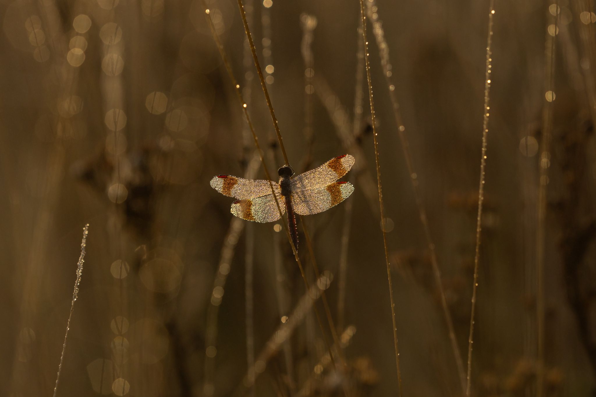 Gebänderte Heidelibelle