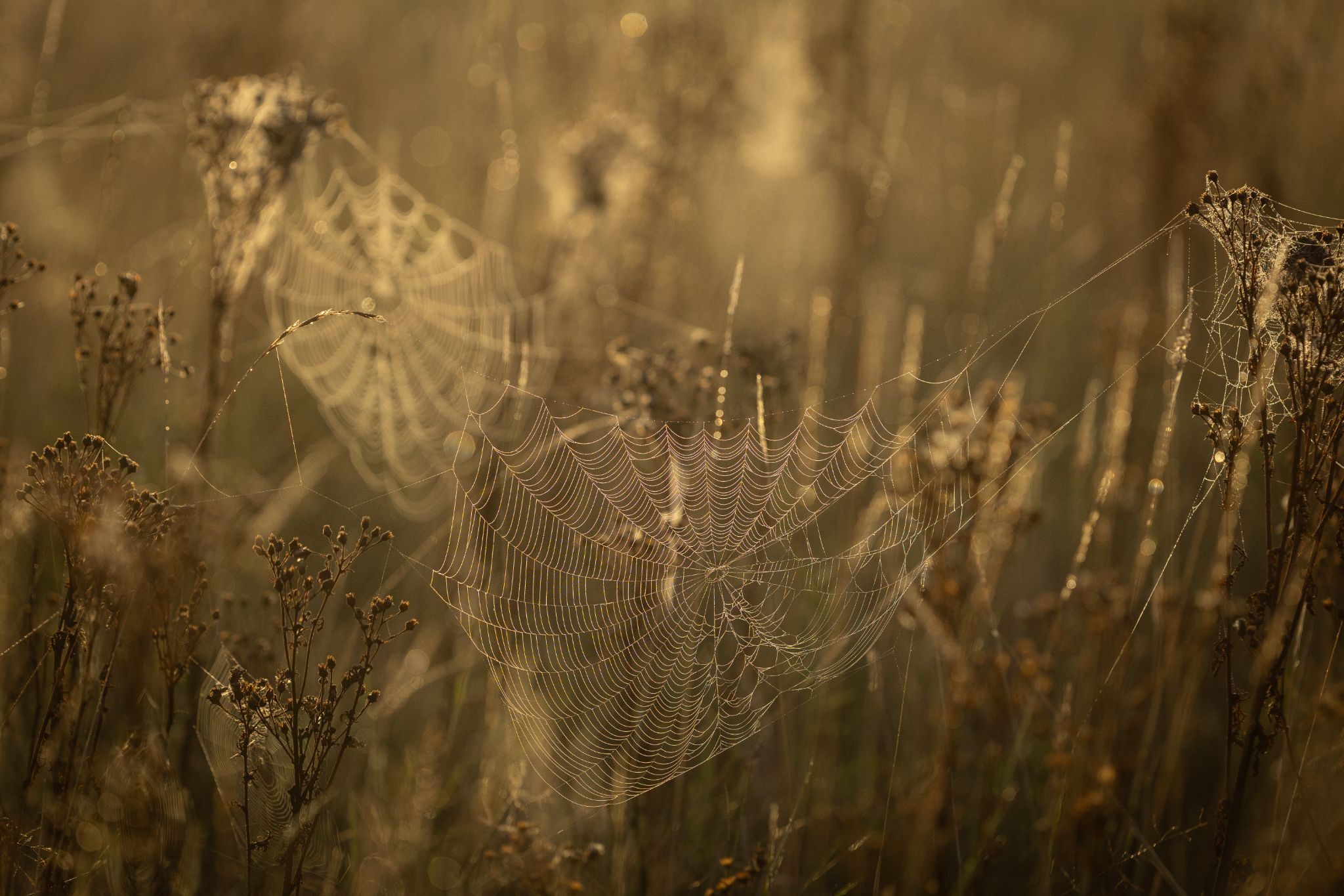 Spinnennetze im Tau