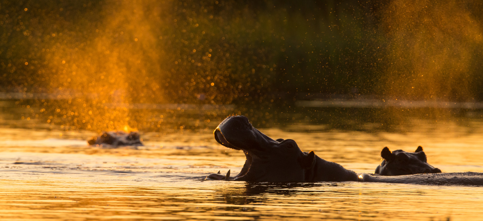 Hippos at Sunset