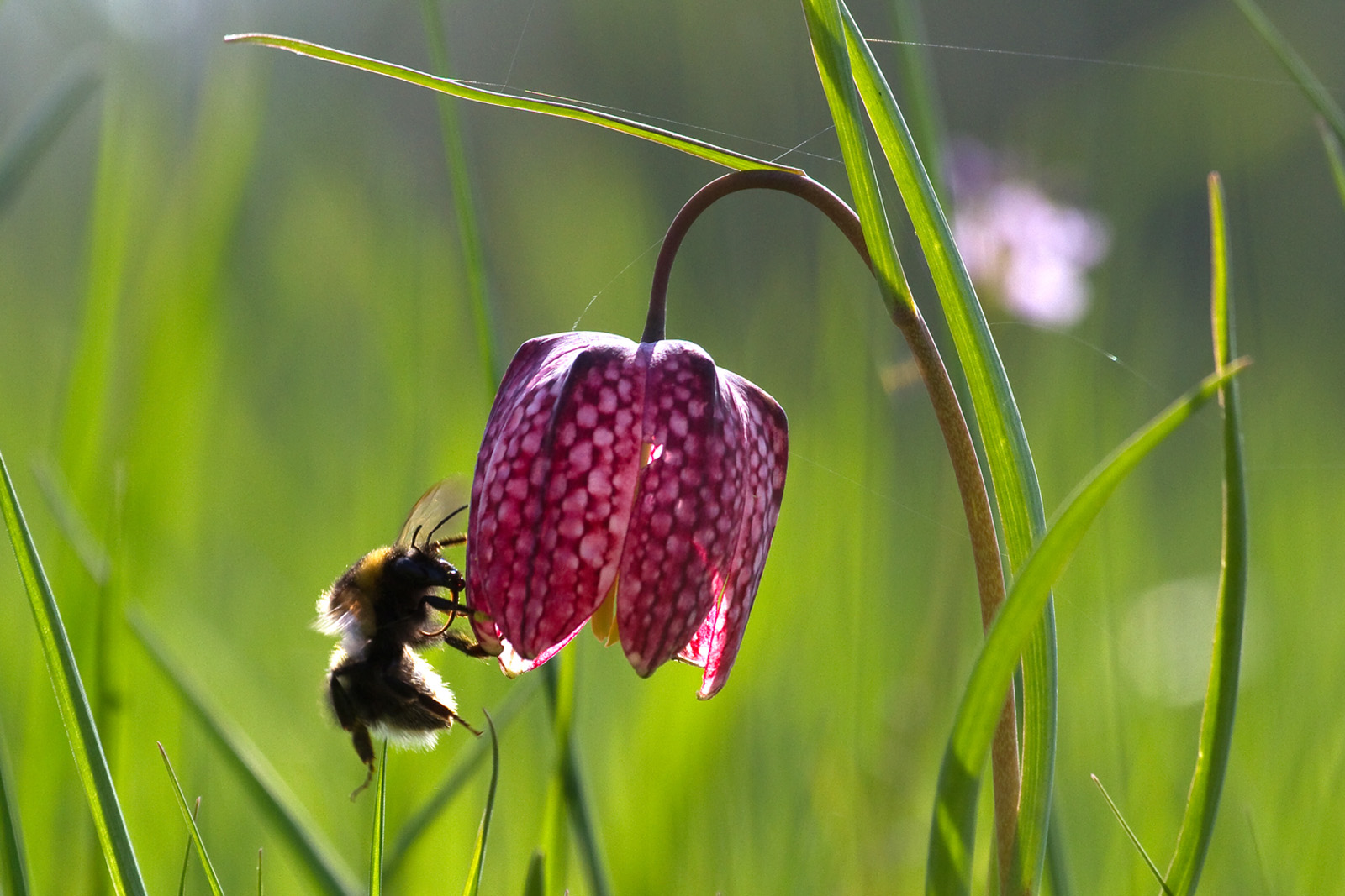 Schachblume (Fritillaria meleagris) mit Hummel