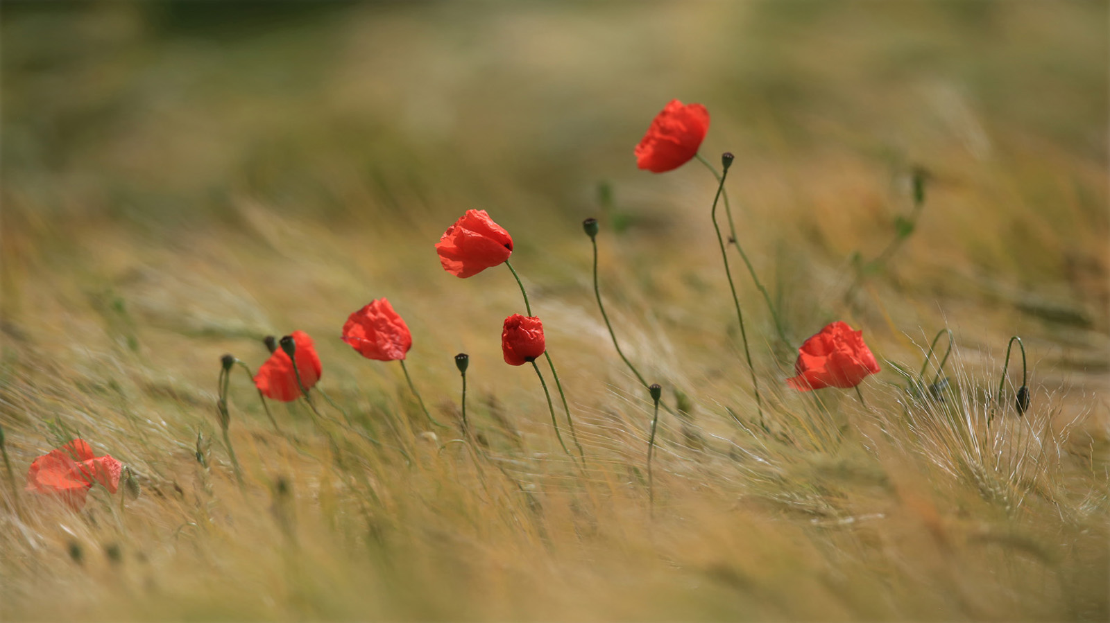 Klatschmohn