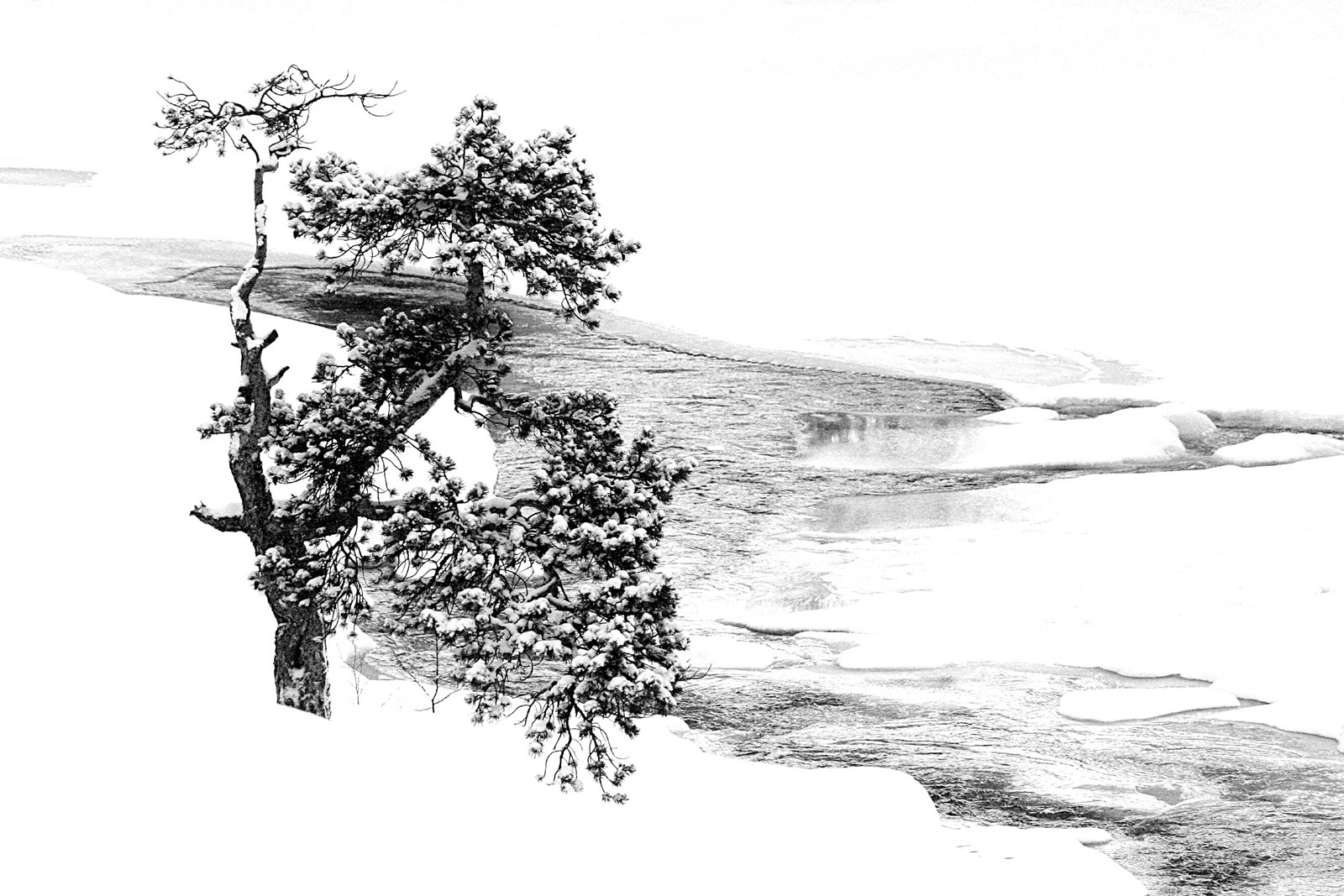 Winterliche Kiefer am Fluß