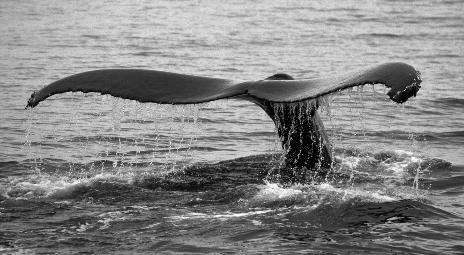 Buckelwal (Megaptera novaeanglia)