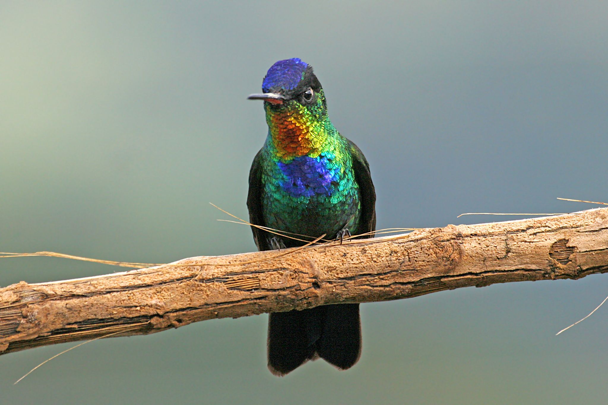 Fiery-throated Hummingbird