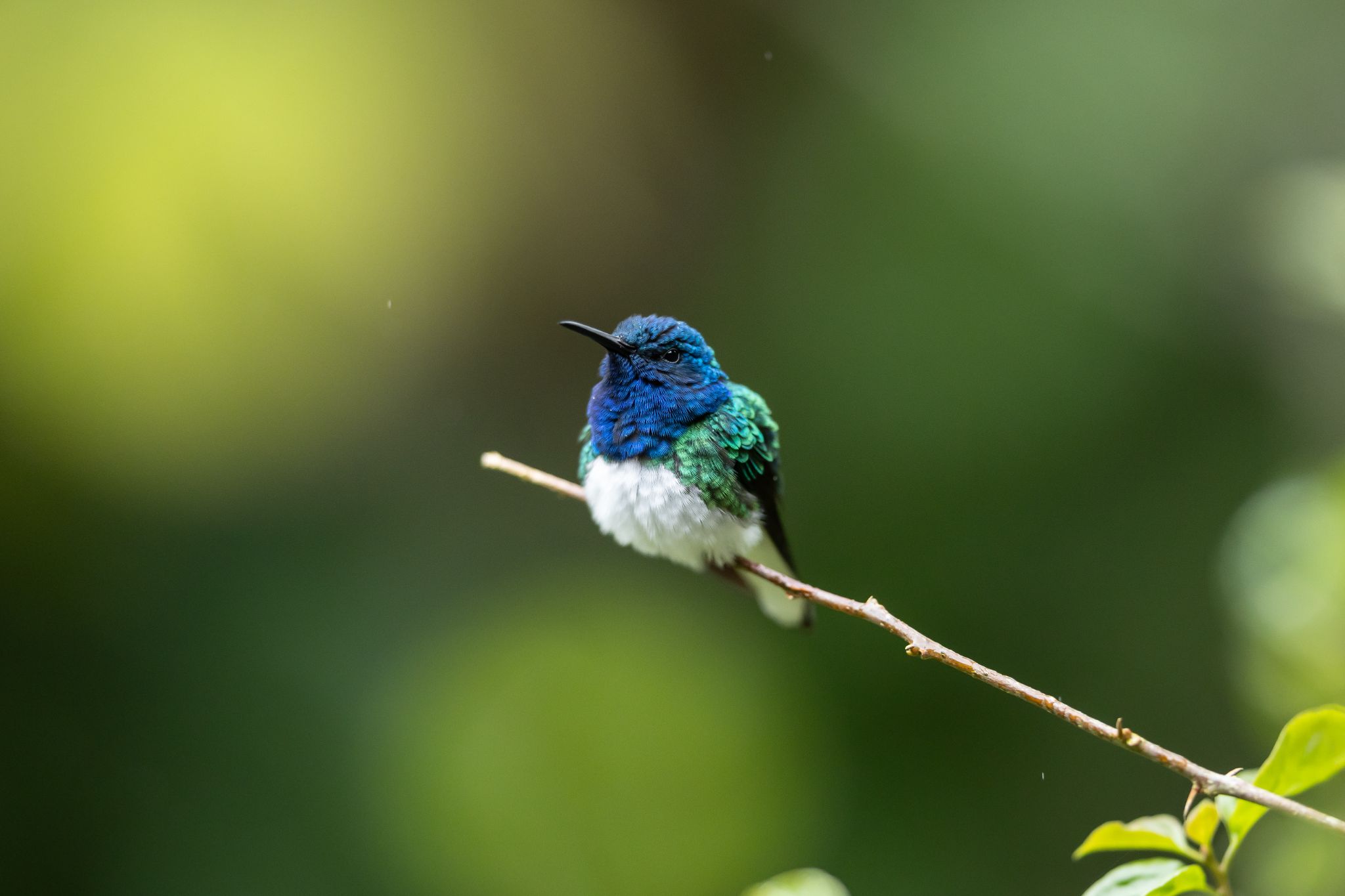 White-Necked Jacobin