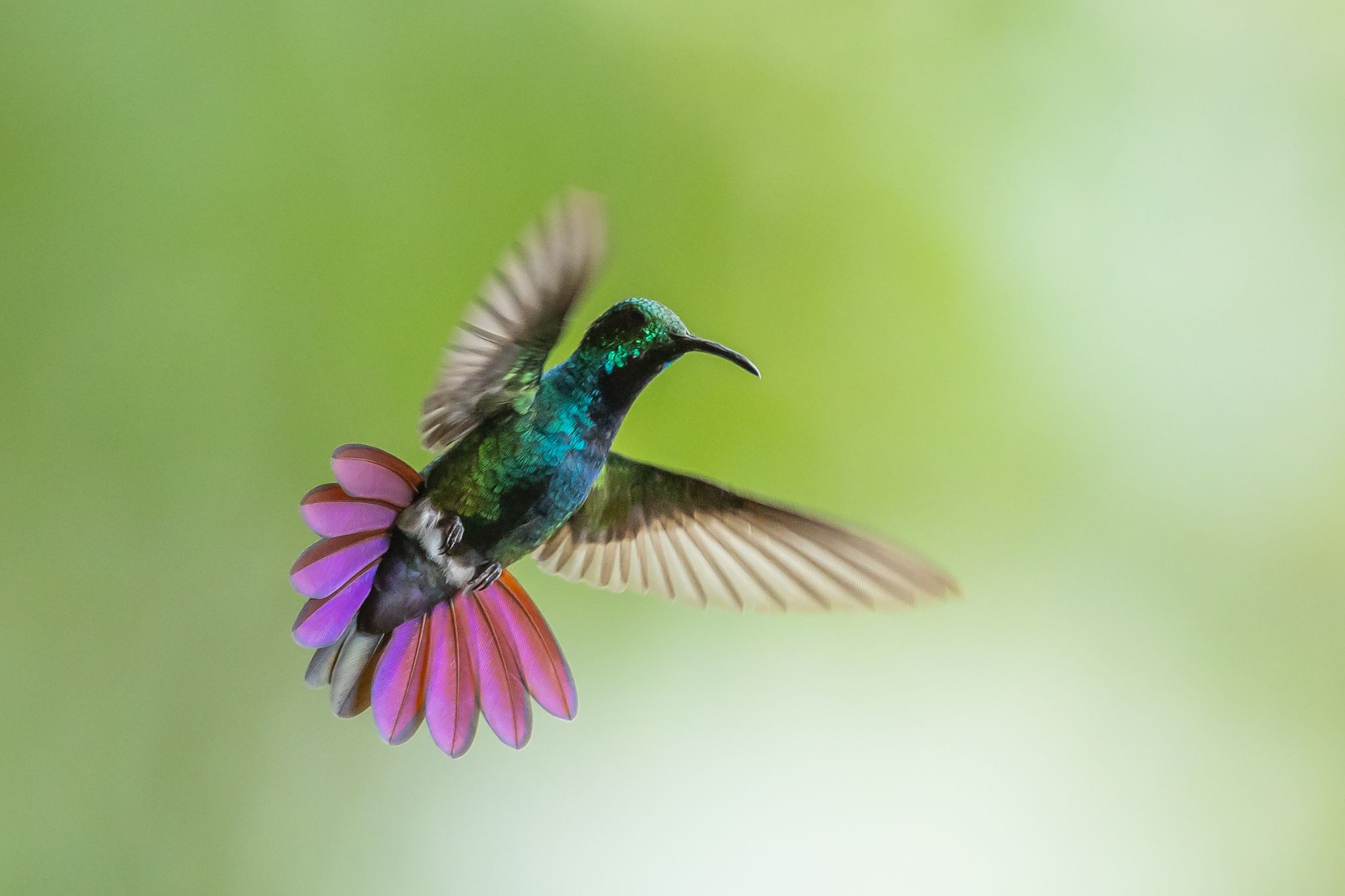 Green Breasted Mango