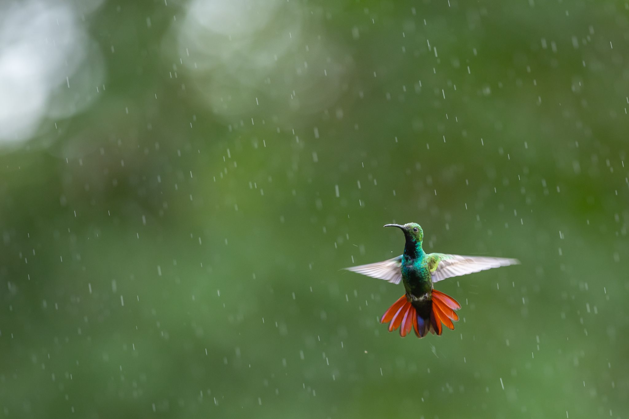 Green Breasted Mango