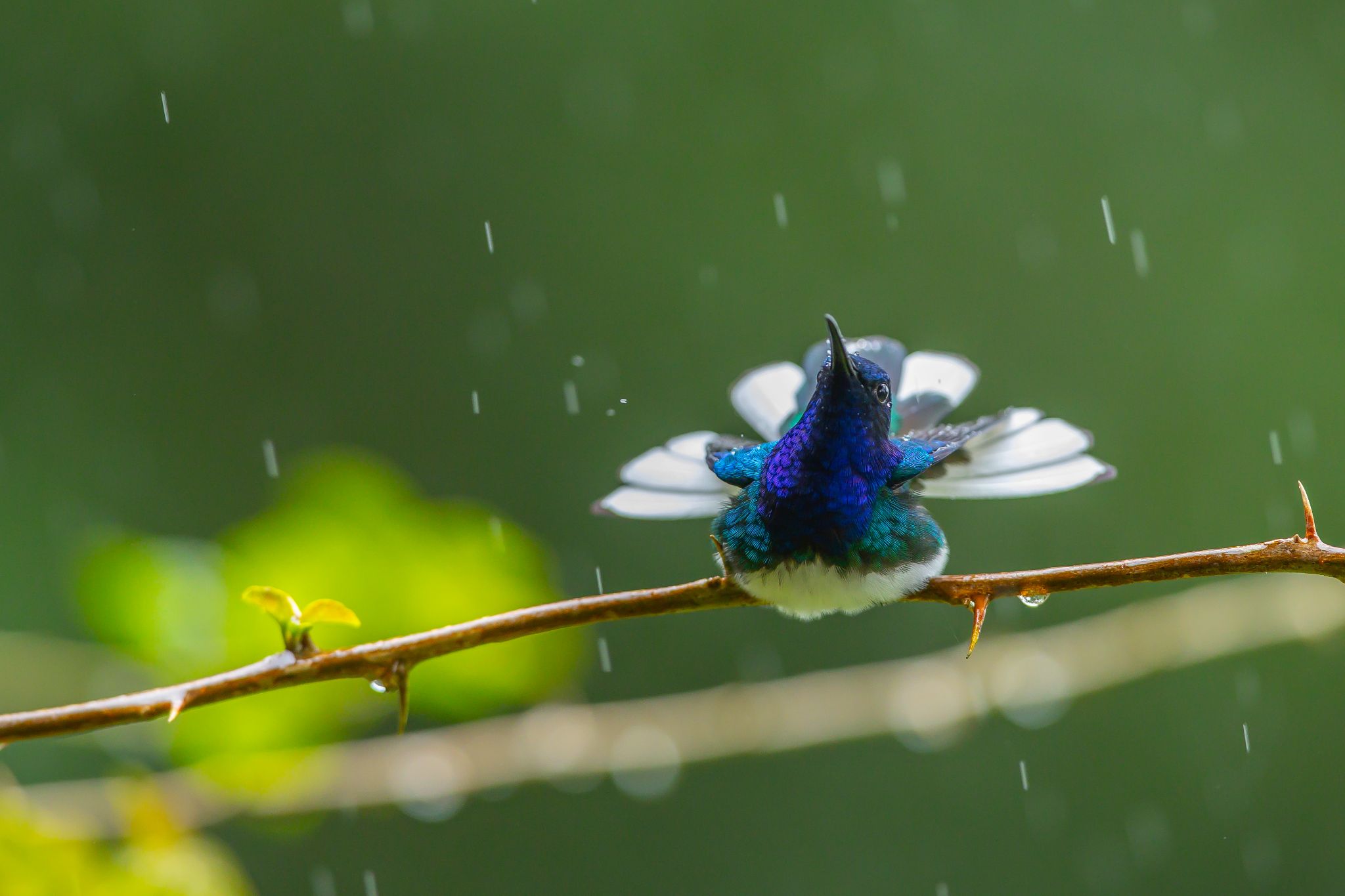White-Necked Jacobin