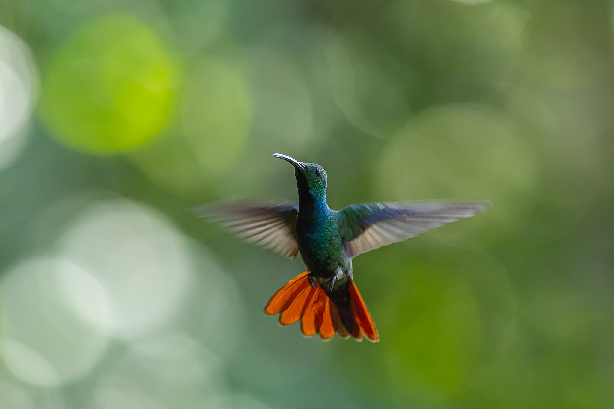 Green Breasted Mango