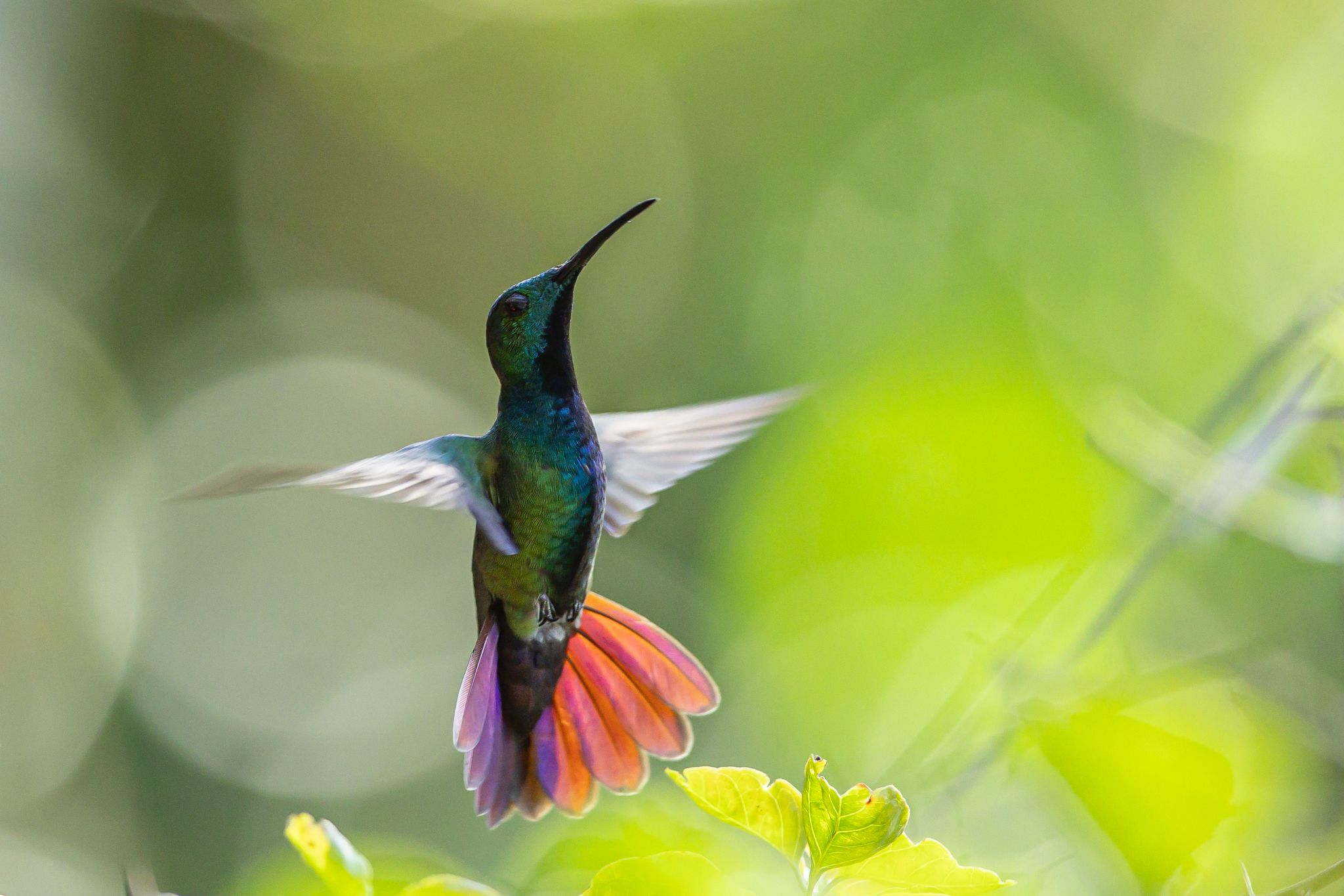 Green Breasted Mango