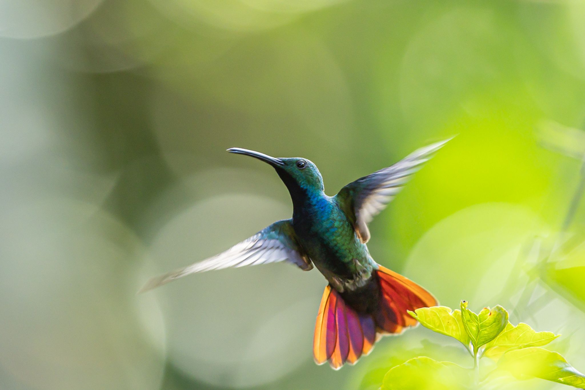 Green Breasted Mango