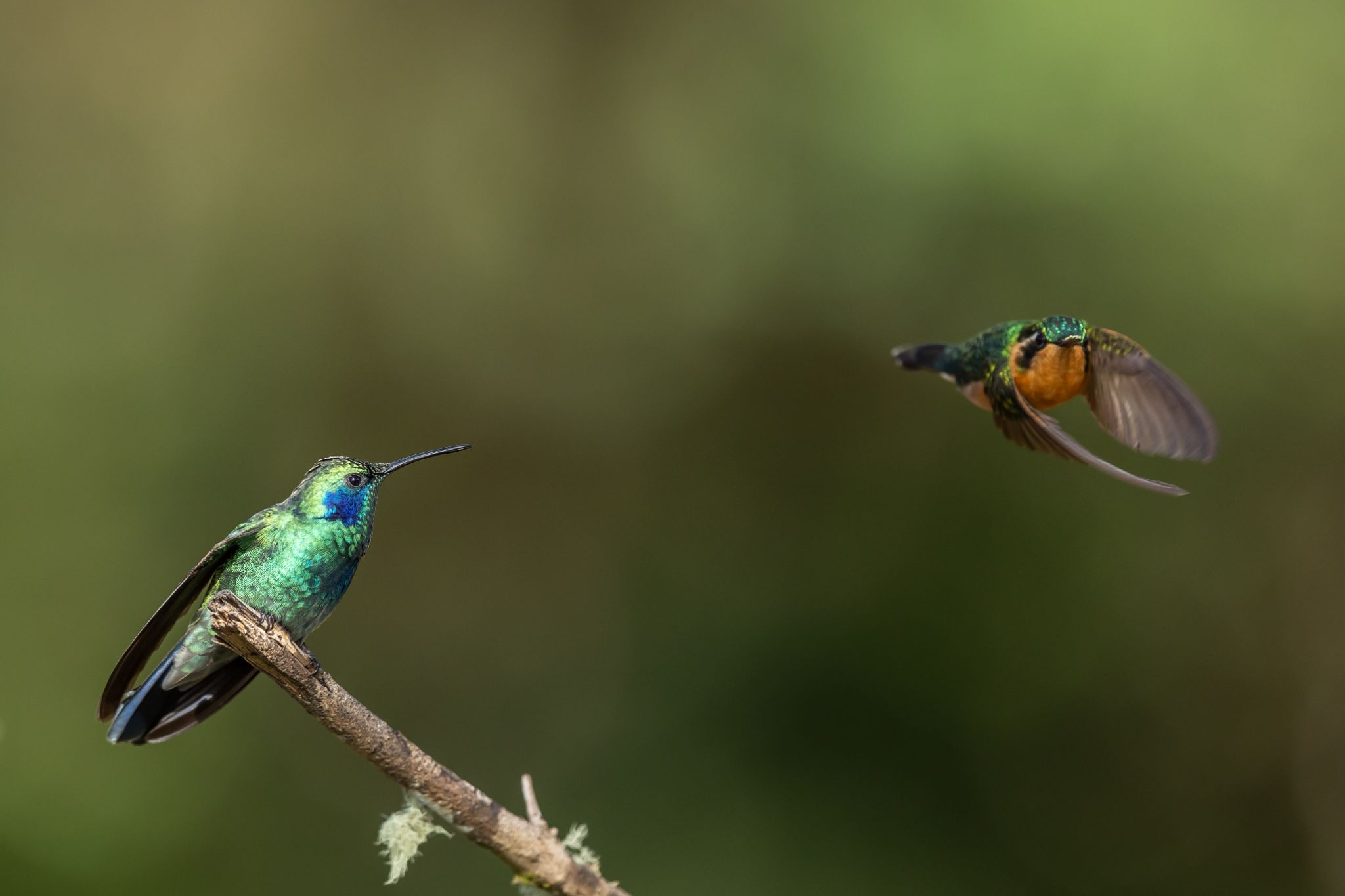 Lesser Violetear & Purple Throated Mountain Gem