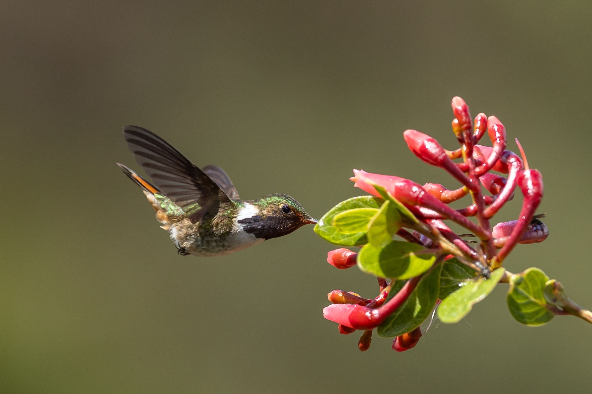 Volcano Hummingbird