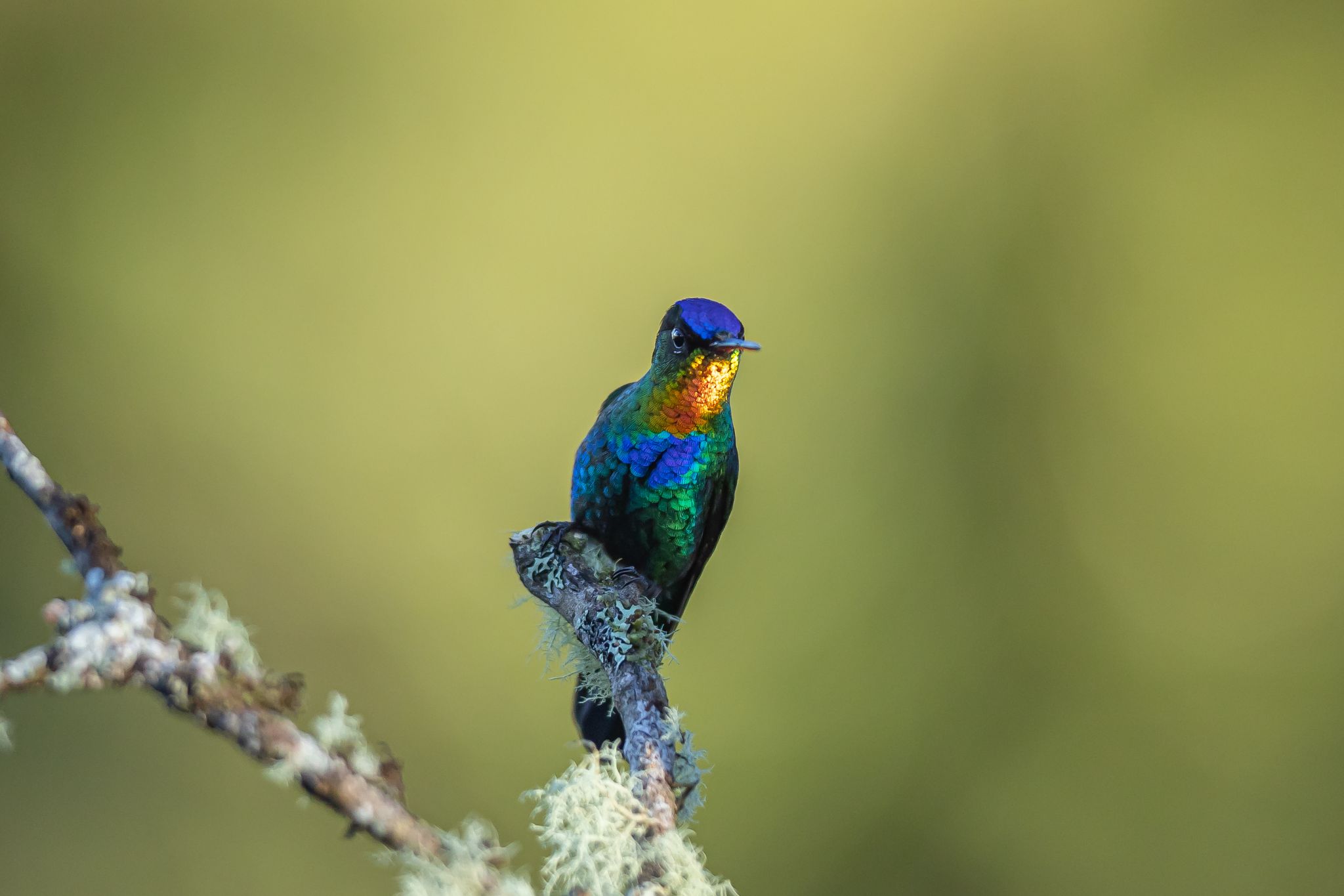 Fiery-throated Hummingbird