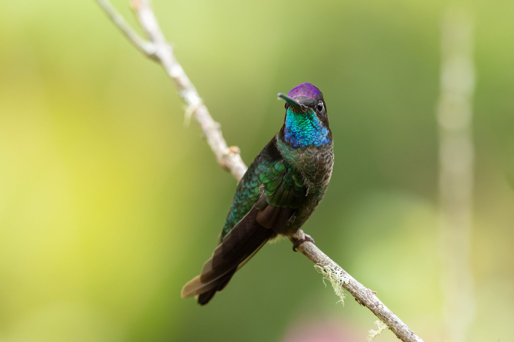 Talamanca Hummingbird