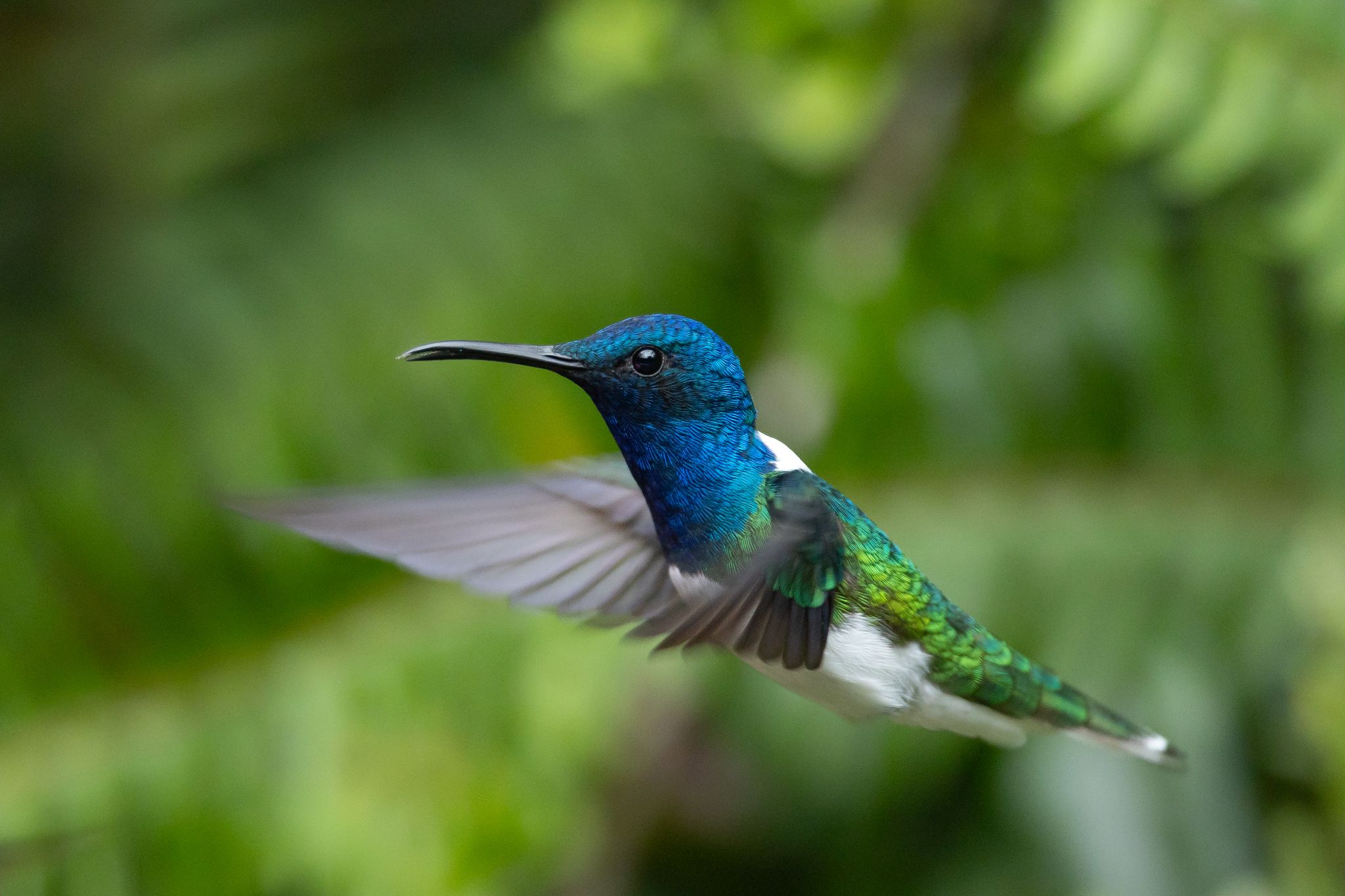 White-Necked Jacobin