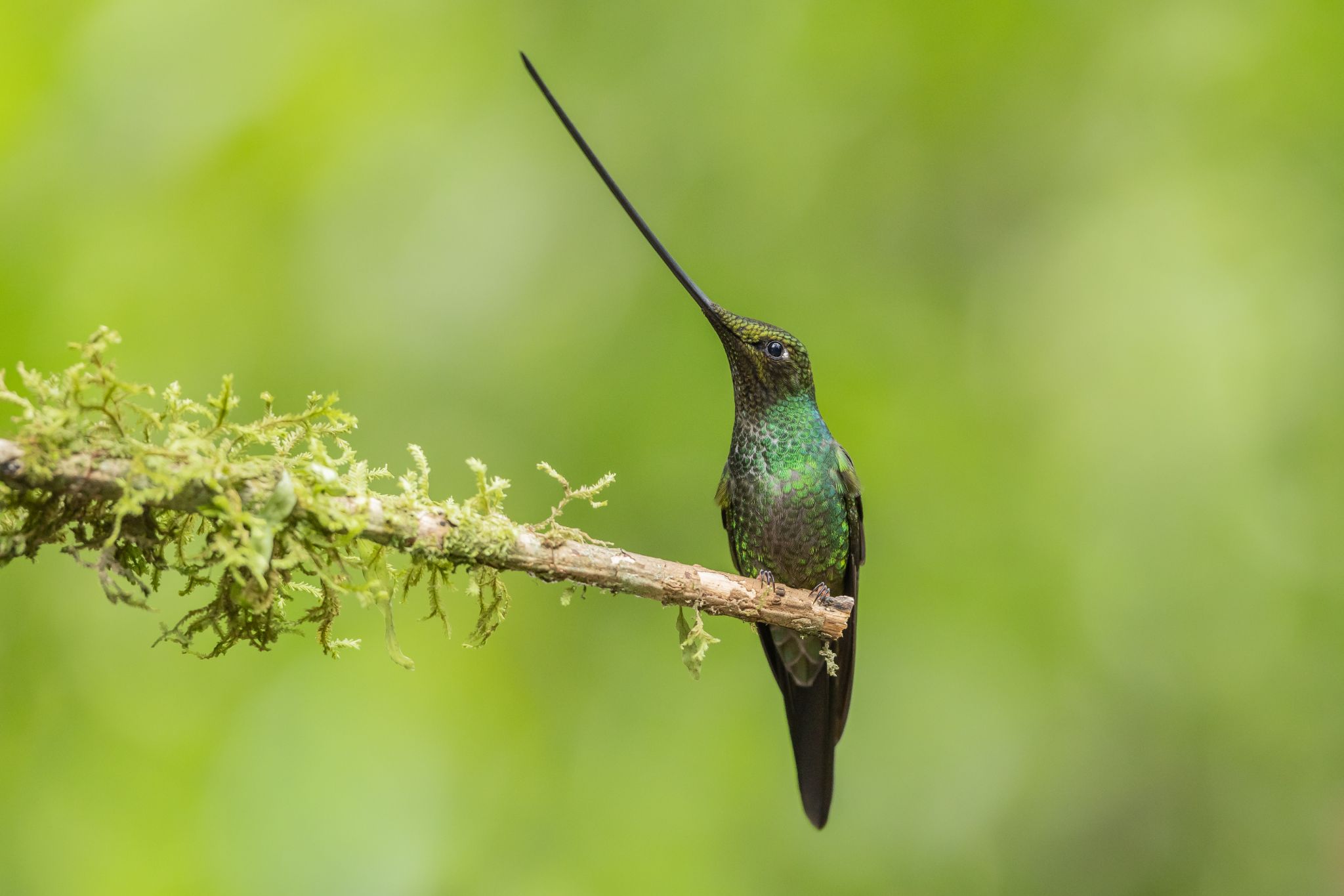 Swordbilled Hummingbird