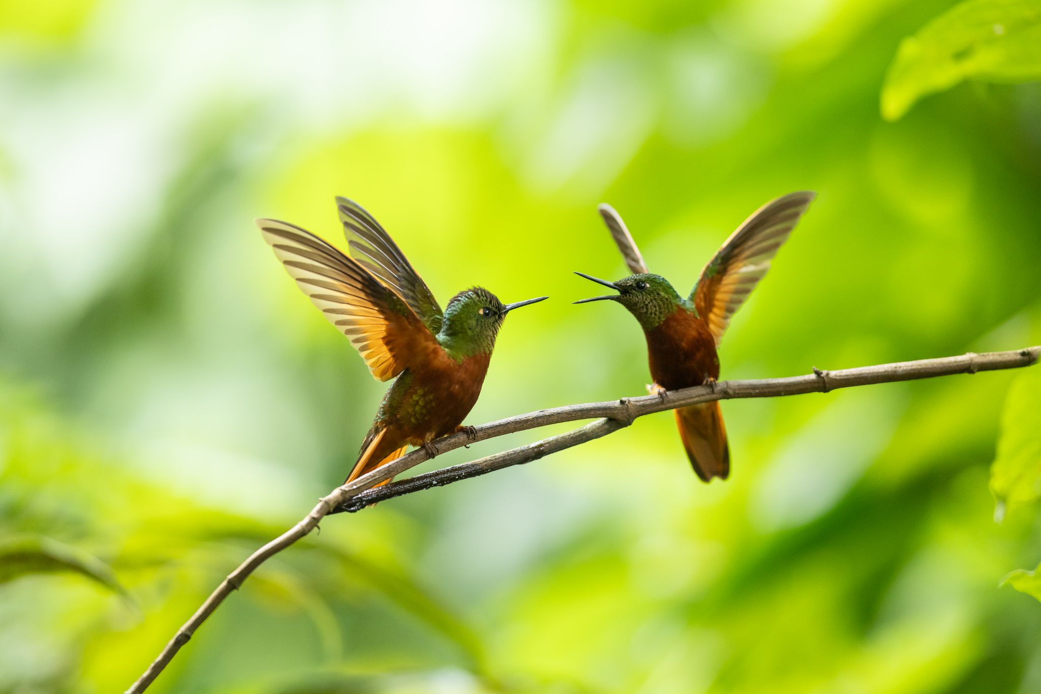 Chestnut-Breasted Coronet
