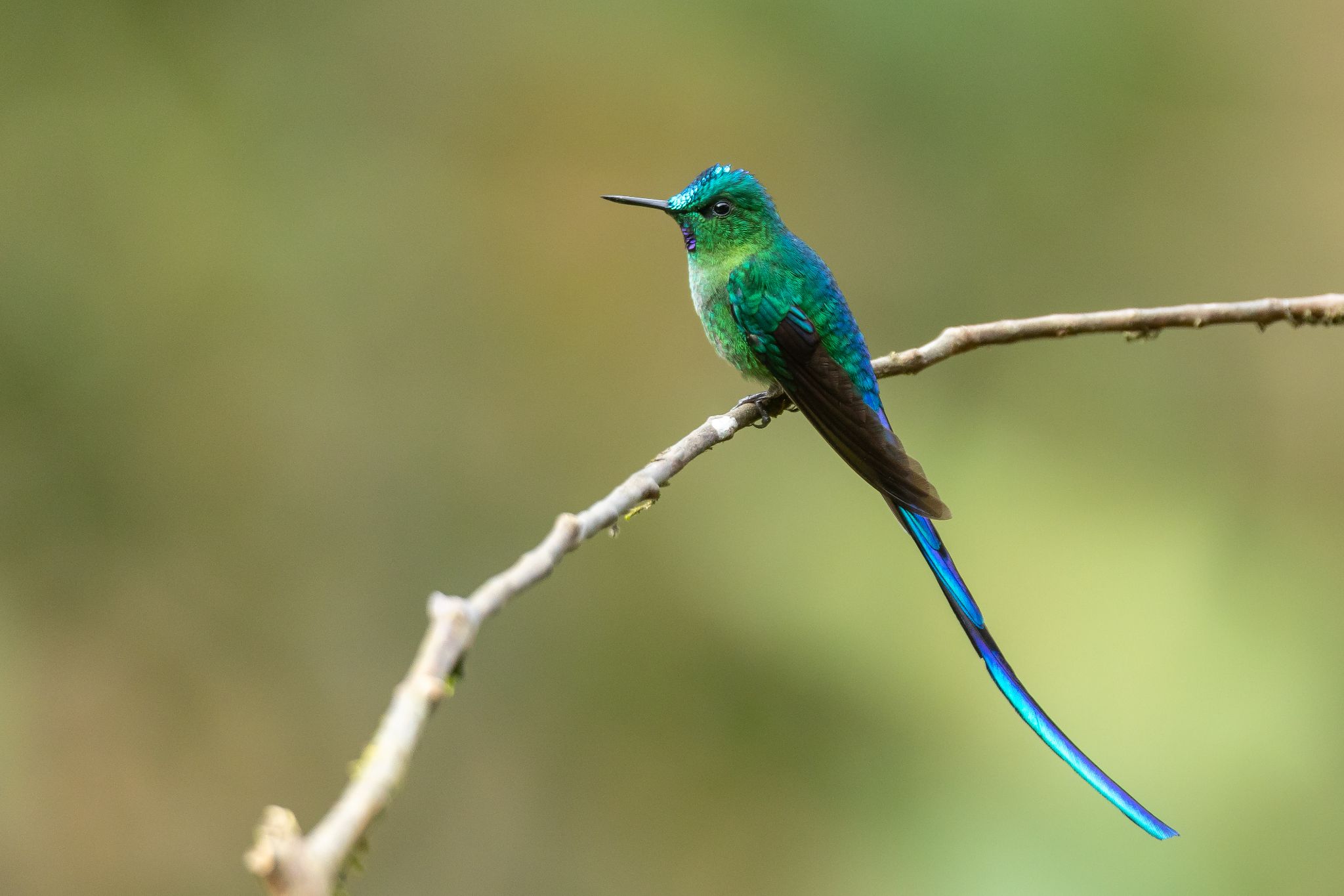 Long-Tailed Sylph