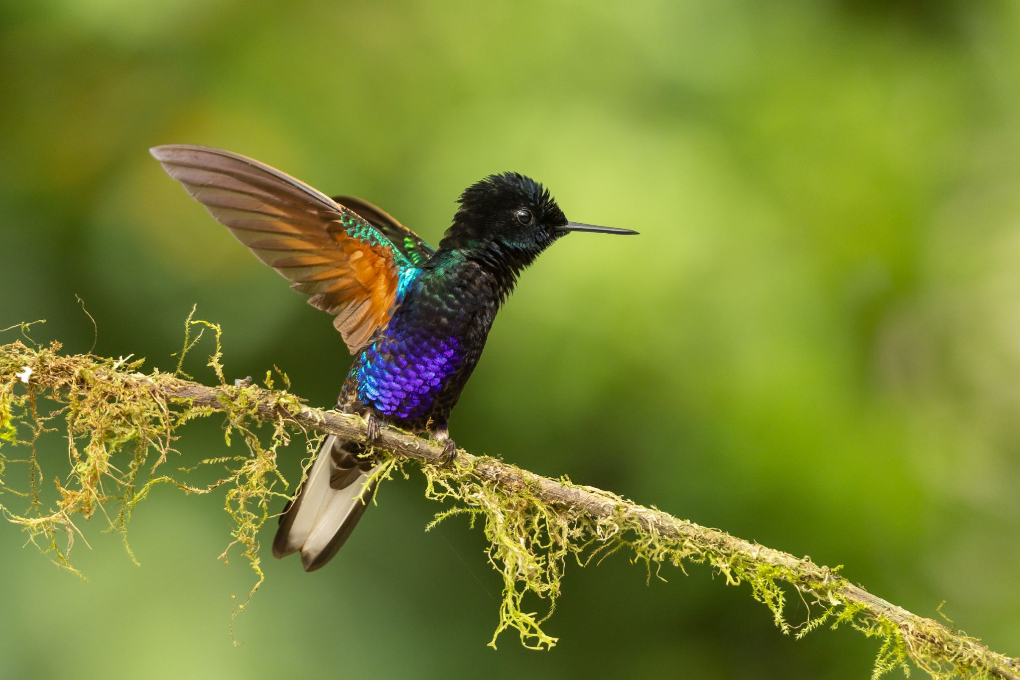 Velvet Purple Coronet
