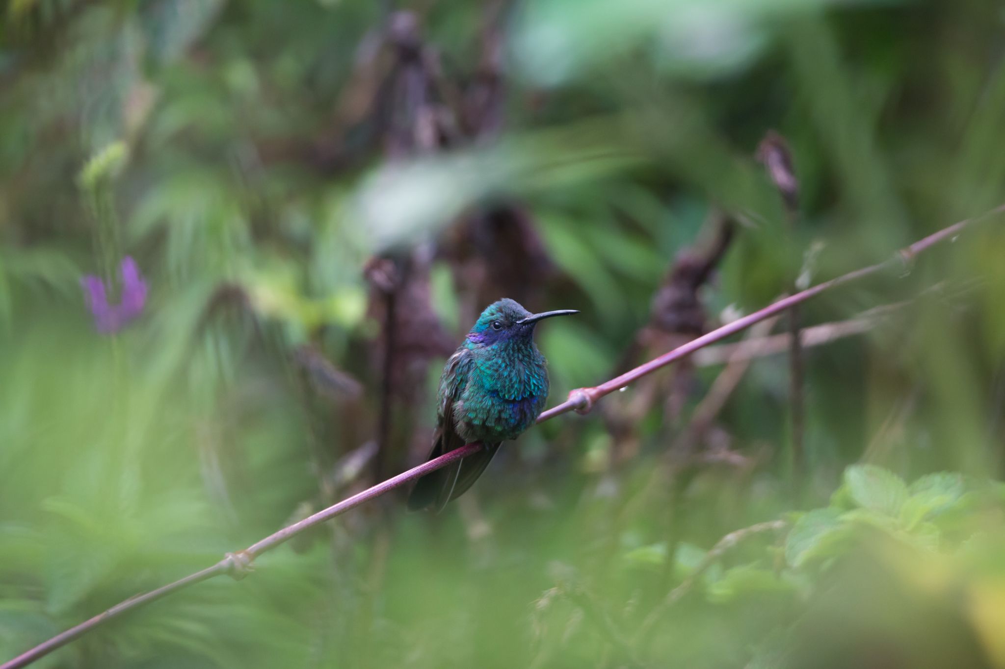 Sparkling Violetear