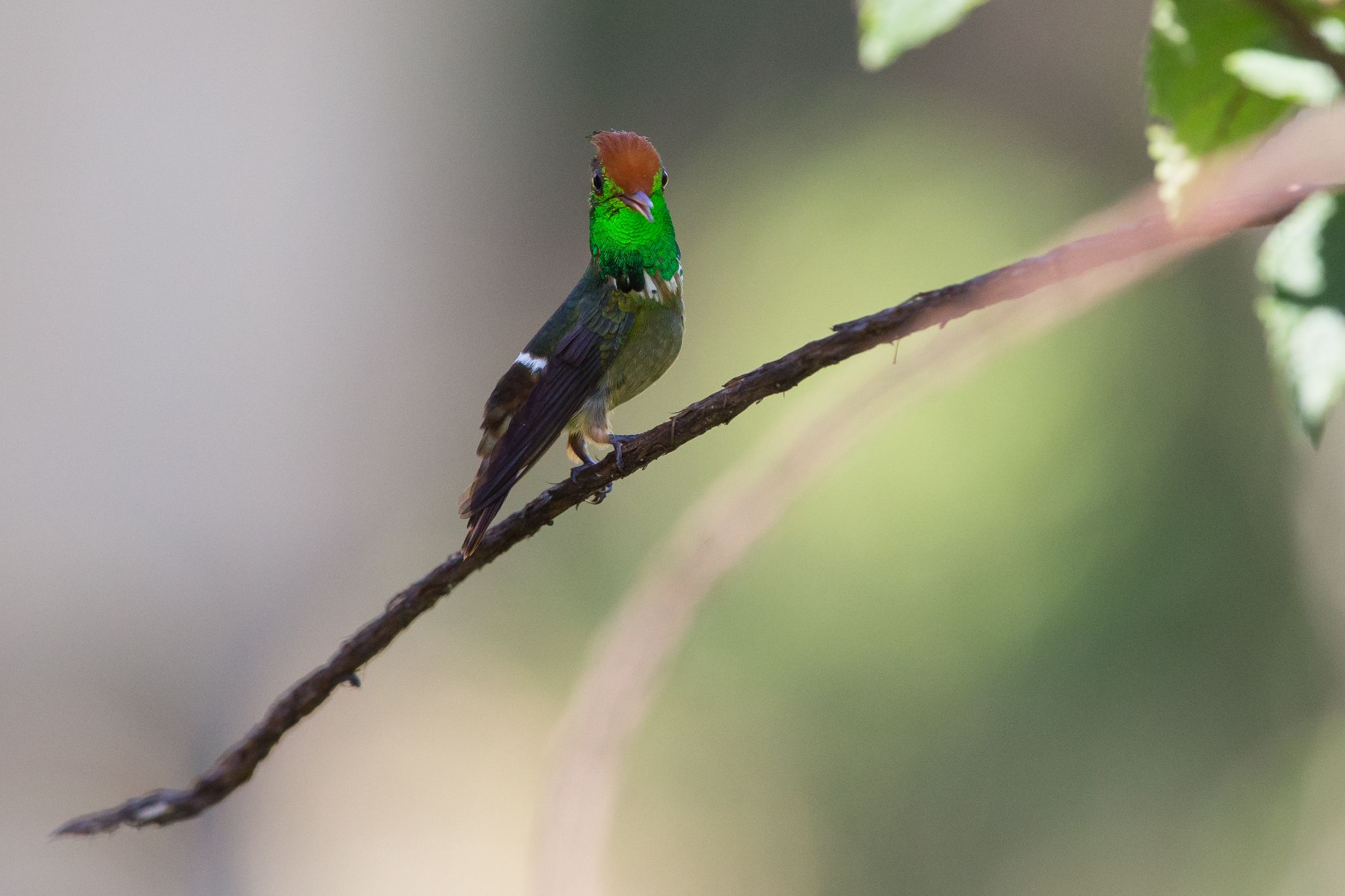 Rufous-Crested Coquette