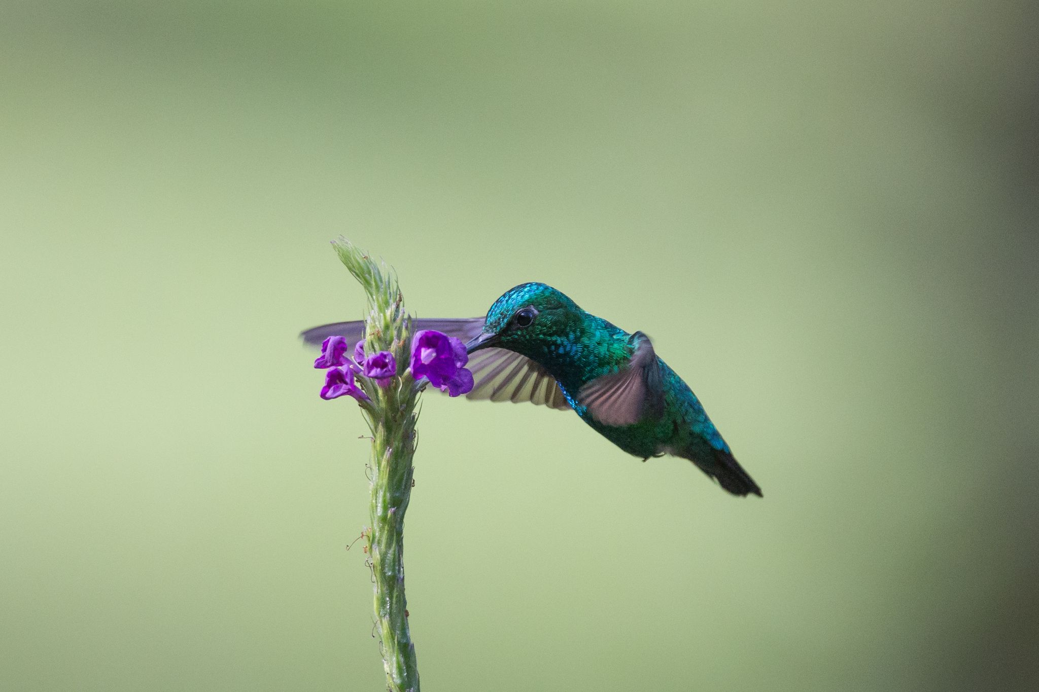 Blue-Tailed Emerald