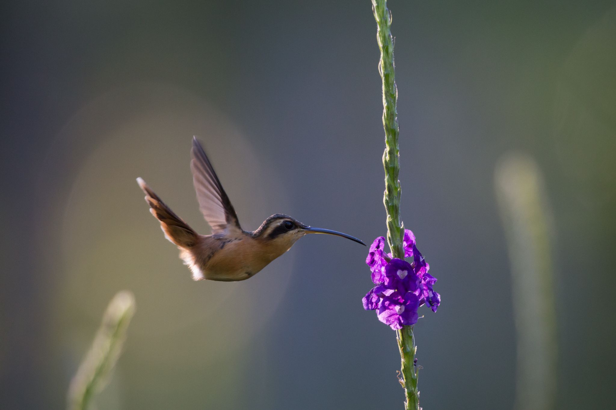 Reddish Hermit