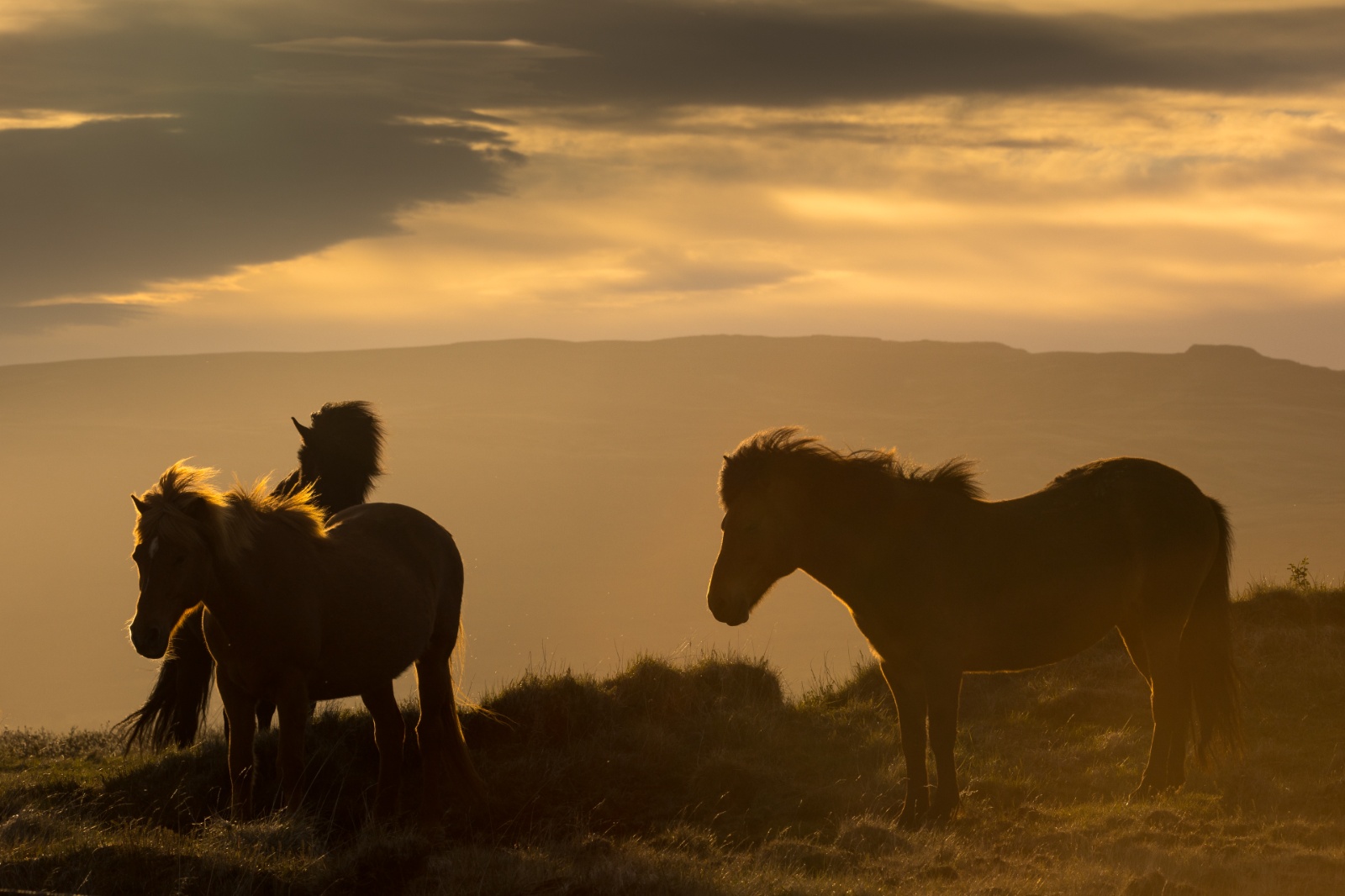 Isländer-Impressionen