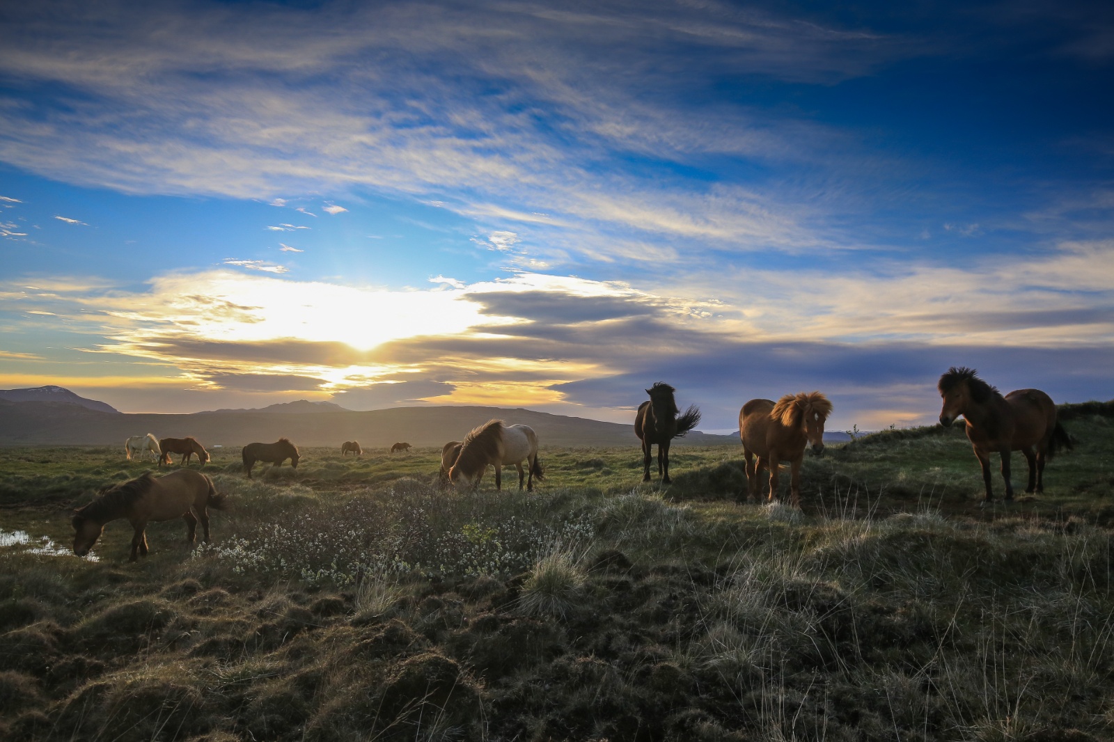 Isländer-Impressionen