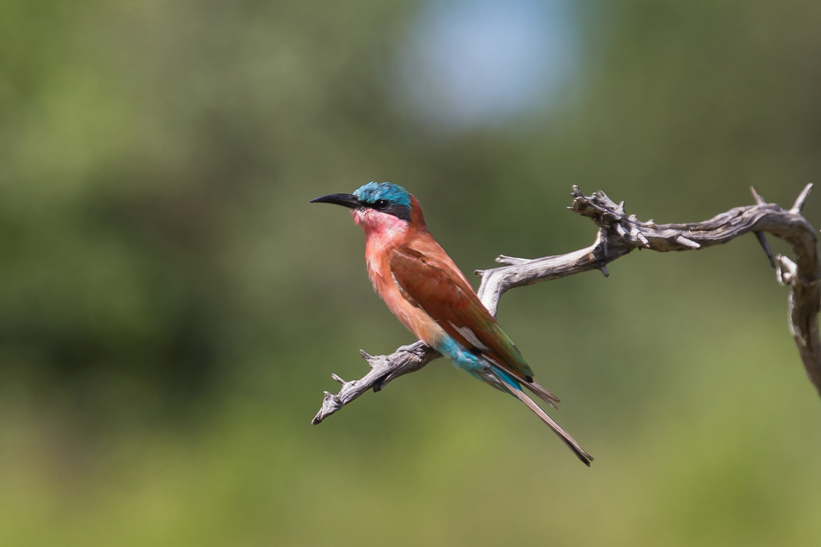 Karminspint (Merops nubicoides)