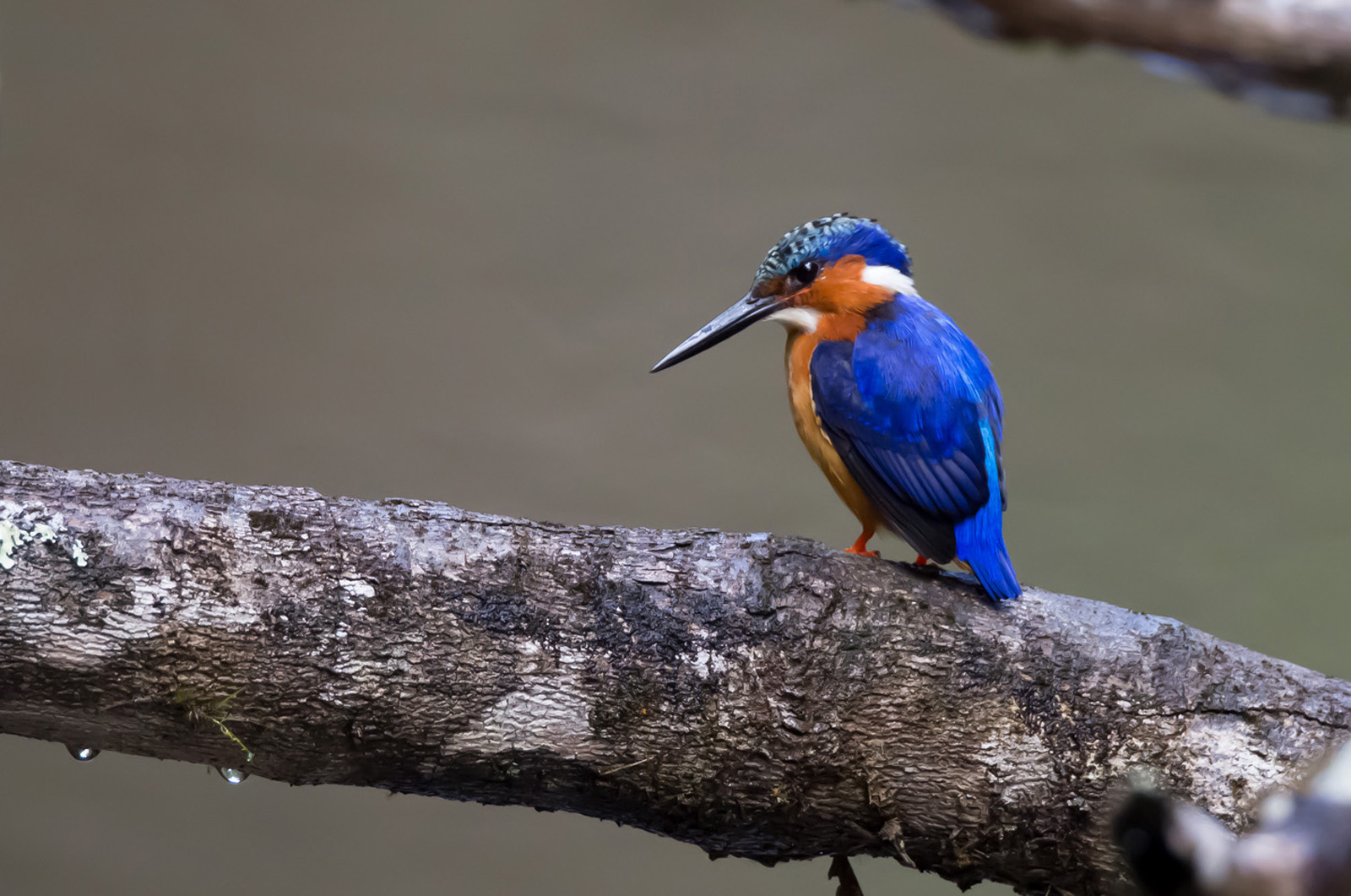 Madagascar Kingfisher (Corythornis vintsioides)