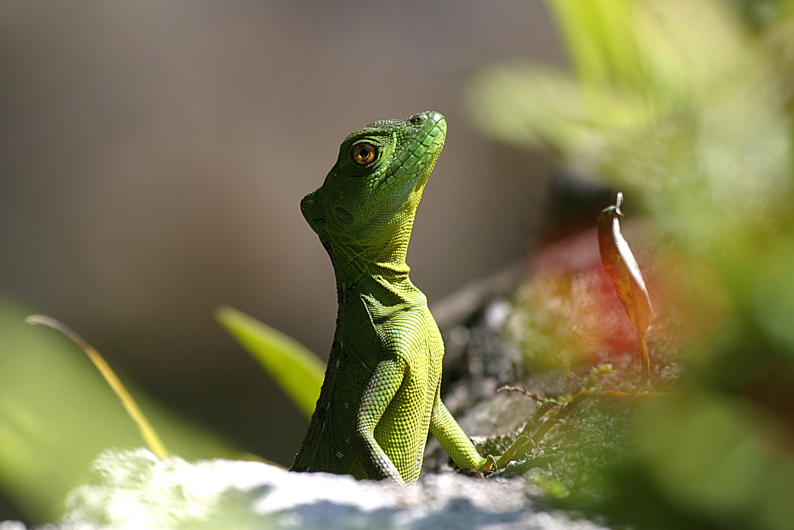 Helmlappen-Basilisk (Basiliscus plumifrons)