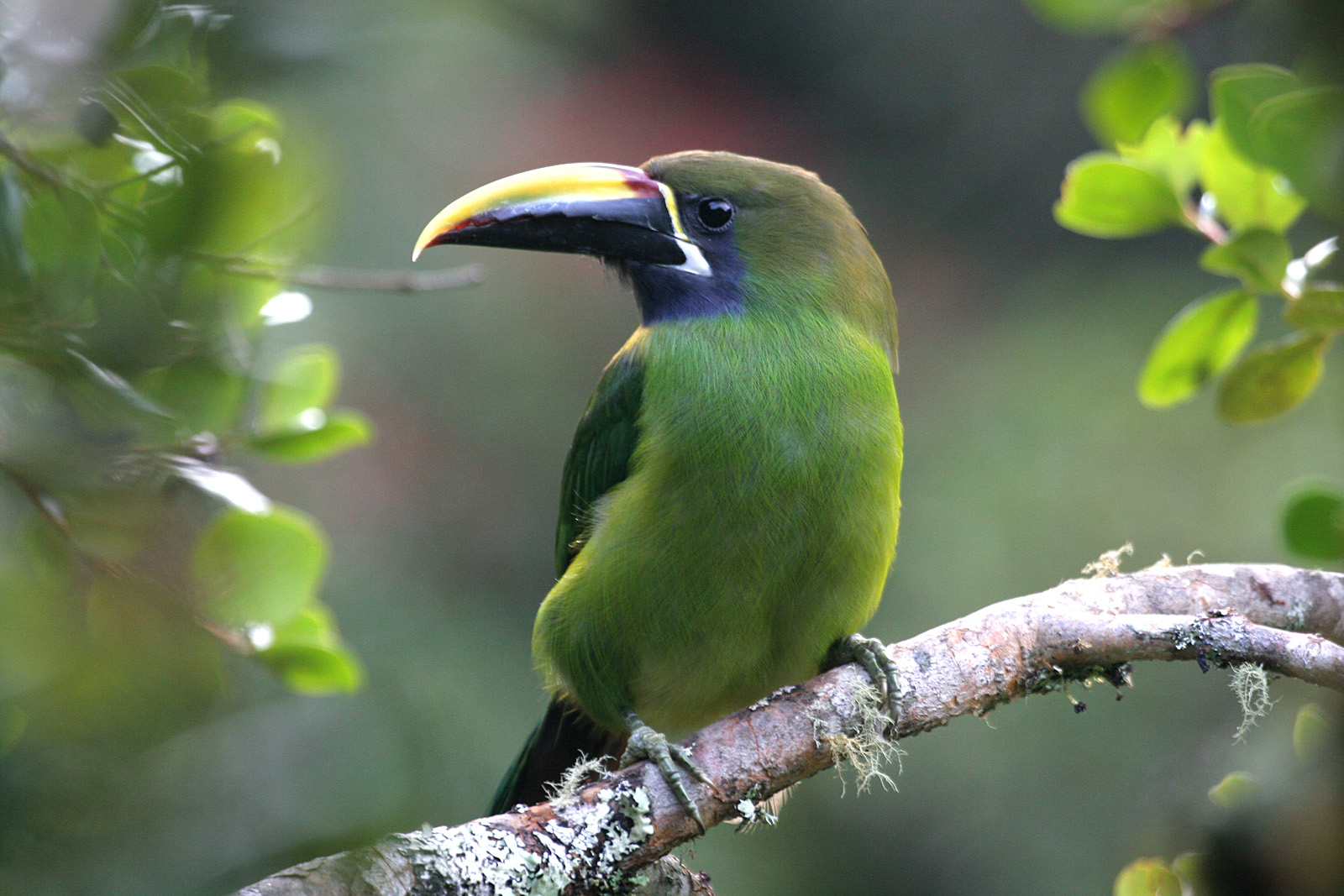 Emerald Toucanet (Aulacorhynchus prasinus)