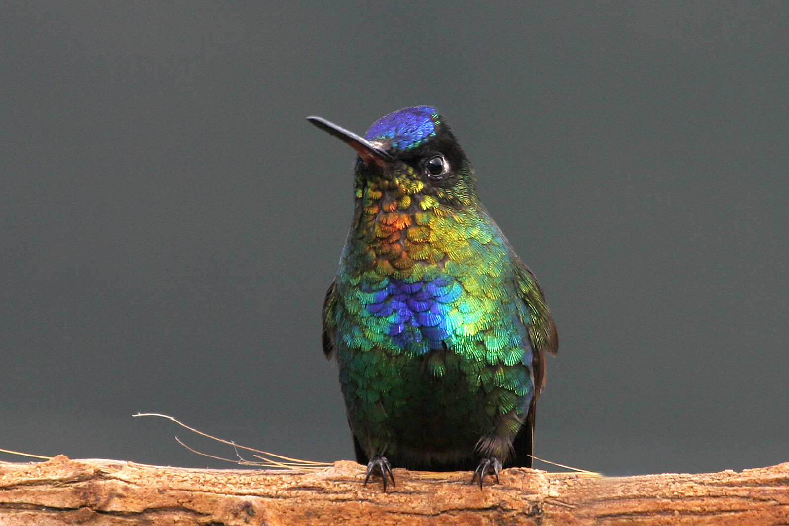 Fiery-throated Hummingbird (Panterpe insignis)