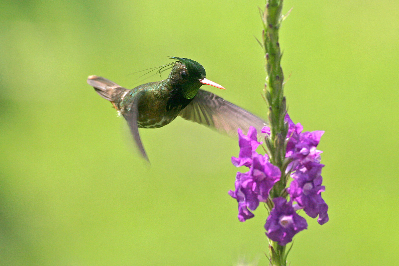 Black-crested Coquette (Lophornis helenae)