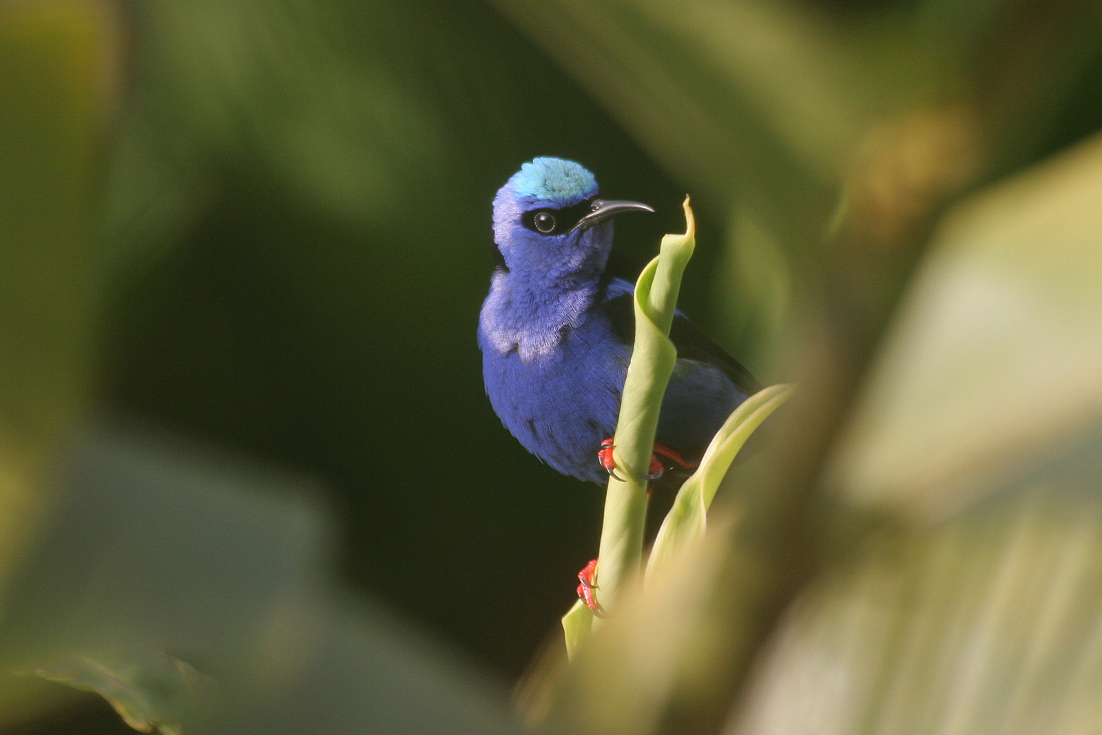 Red-legged Honeycreeper (Cyanerpes cyaneus)
