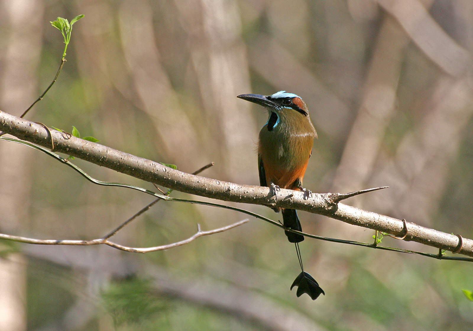 Turquoise-browed Motmot - Brauenmotmot (Eumomota superciliosa)