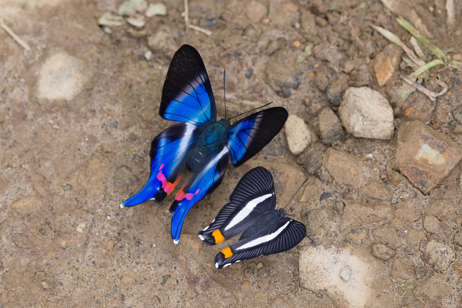 Blue Doctor and his client