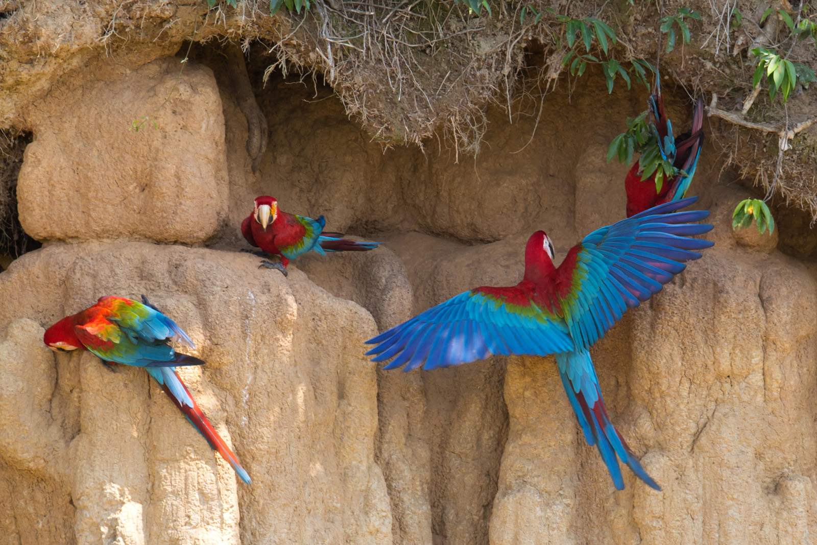Rot-Grüne Aras (Ara chloroptera)