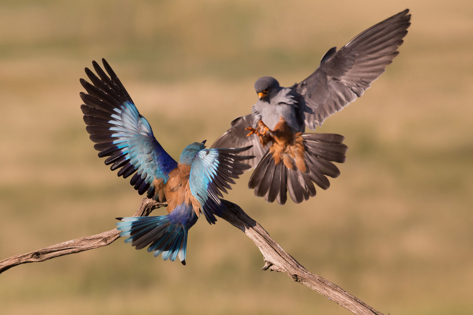 France, Germany,  Greece, Hungary, Norway