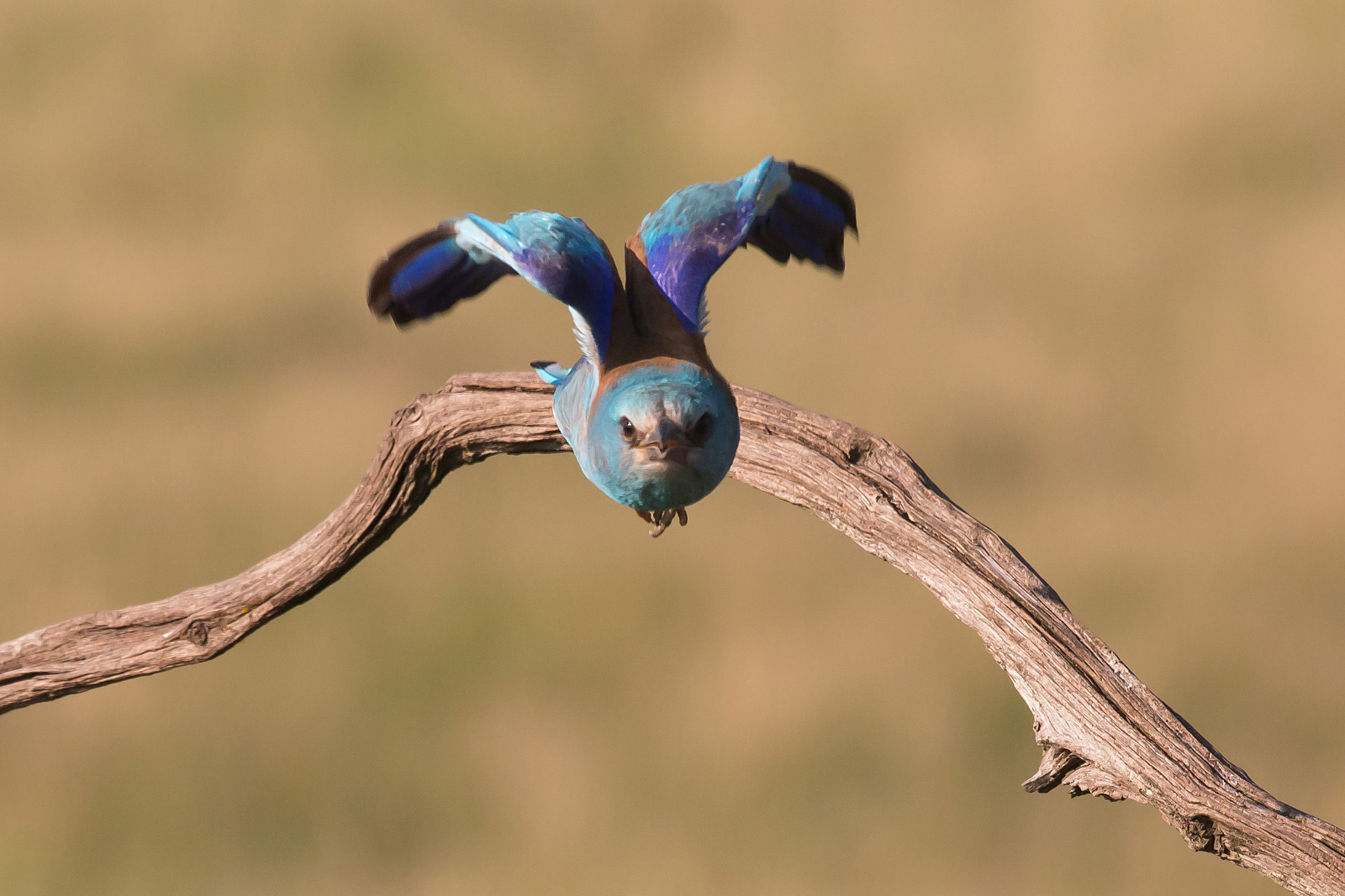 Blauracke im Anflug
