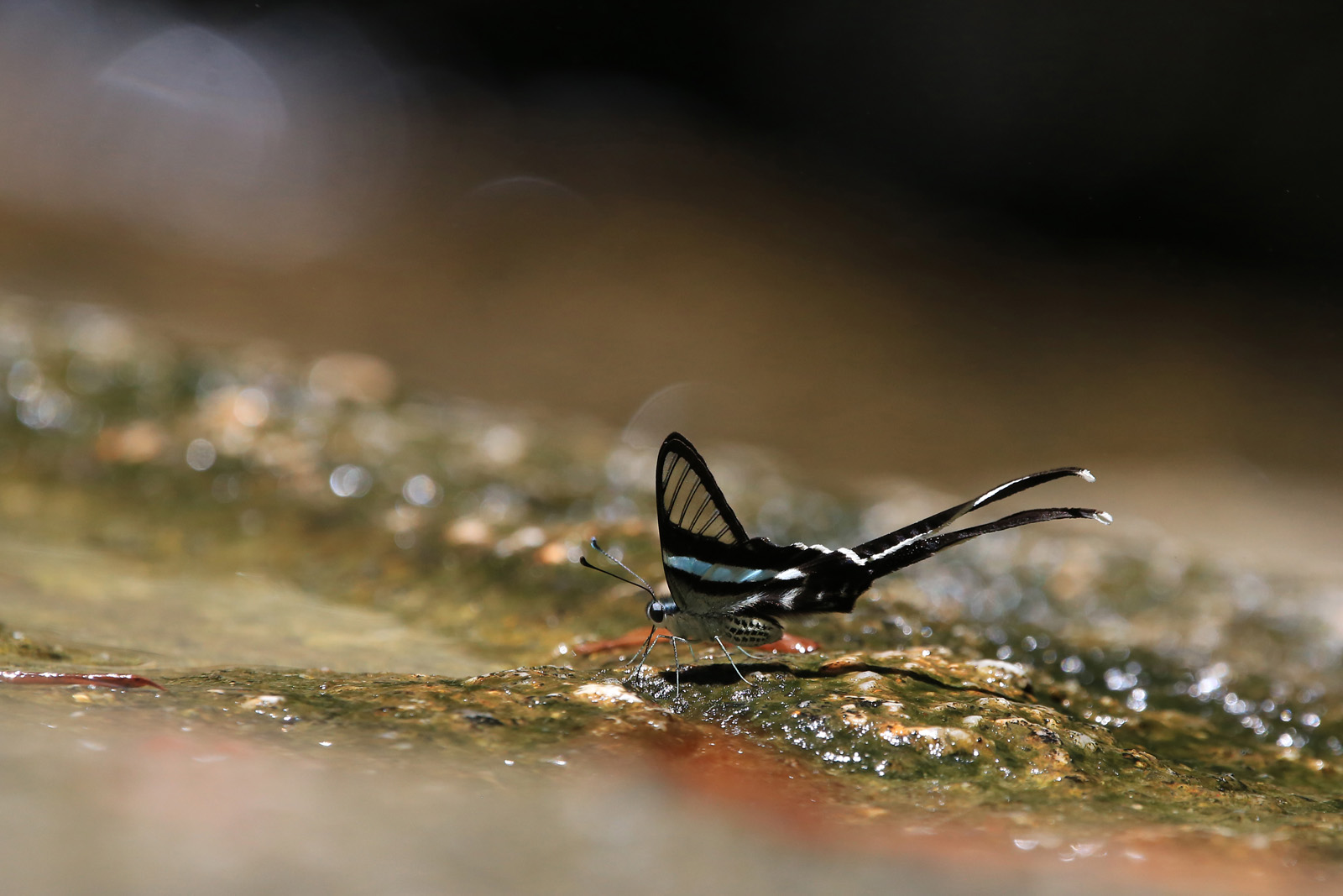 Green Dragontail (Lamproptera meges)