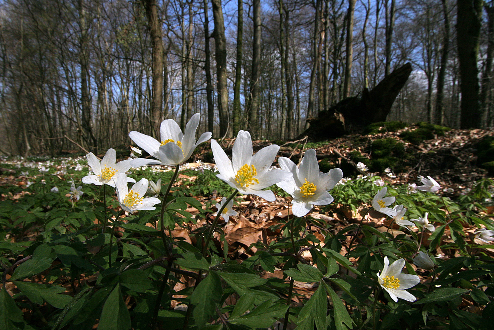 Buschwindröschen (Anemone sylvestris)