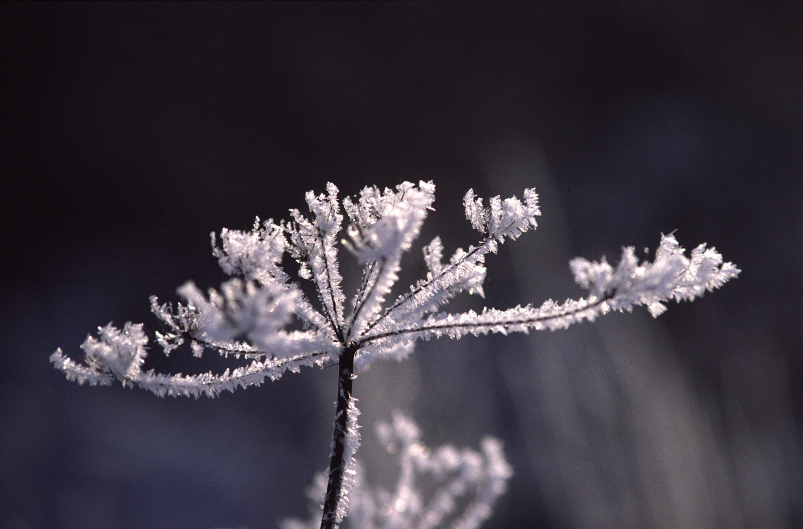 Doldenblütler im Raureif